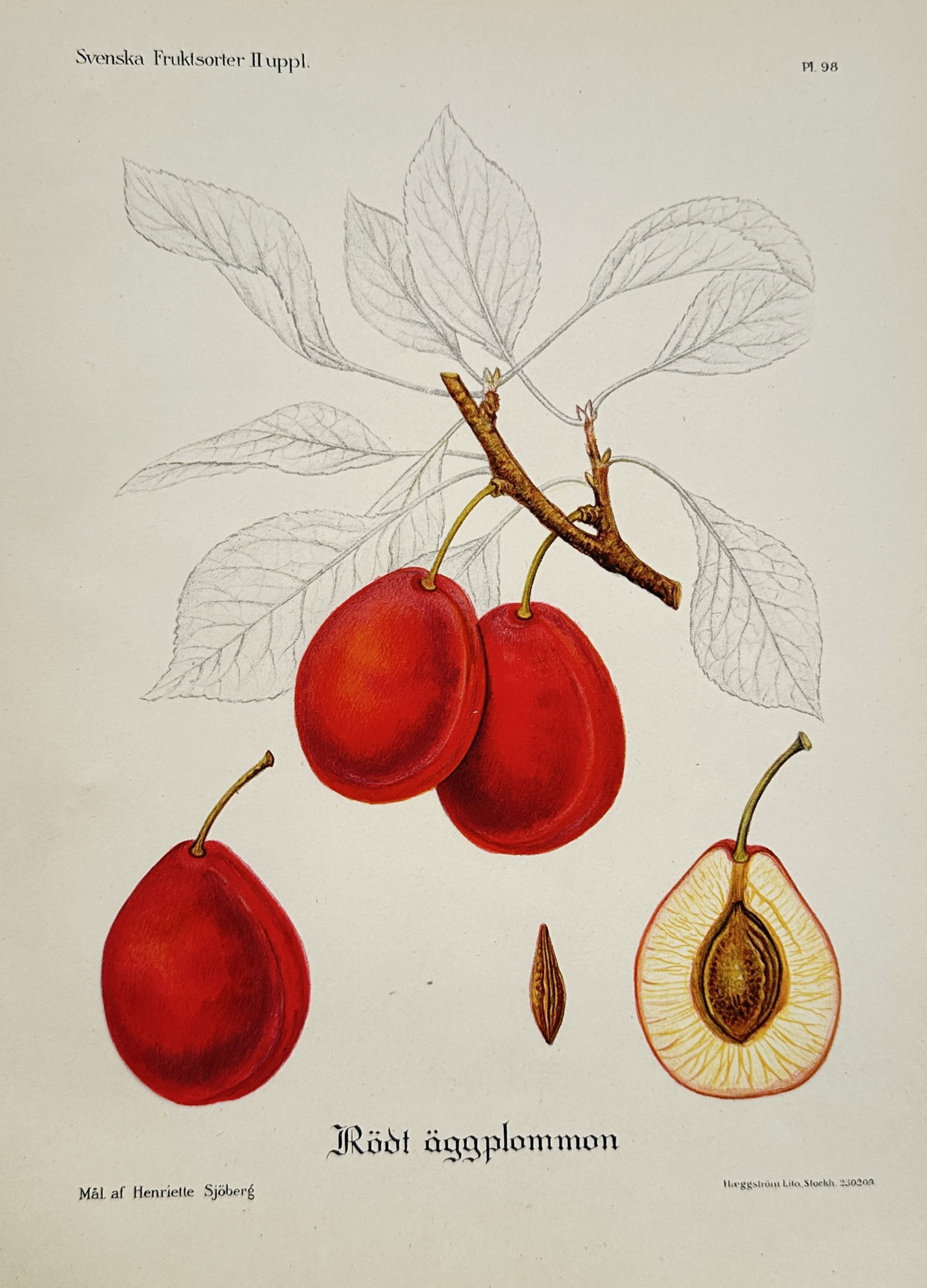 Henriette Sjöberg – Red Egg Plum – Lithograph (19th Century): "Red Egg Plum" This botanical plate illustrates several ripe plums hanging from a branch alongside a standalone fruit and a cross-section showing the inner pit. The composition pairs the vibrantly col