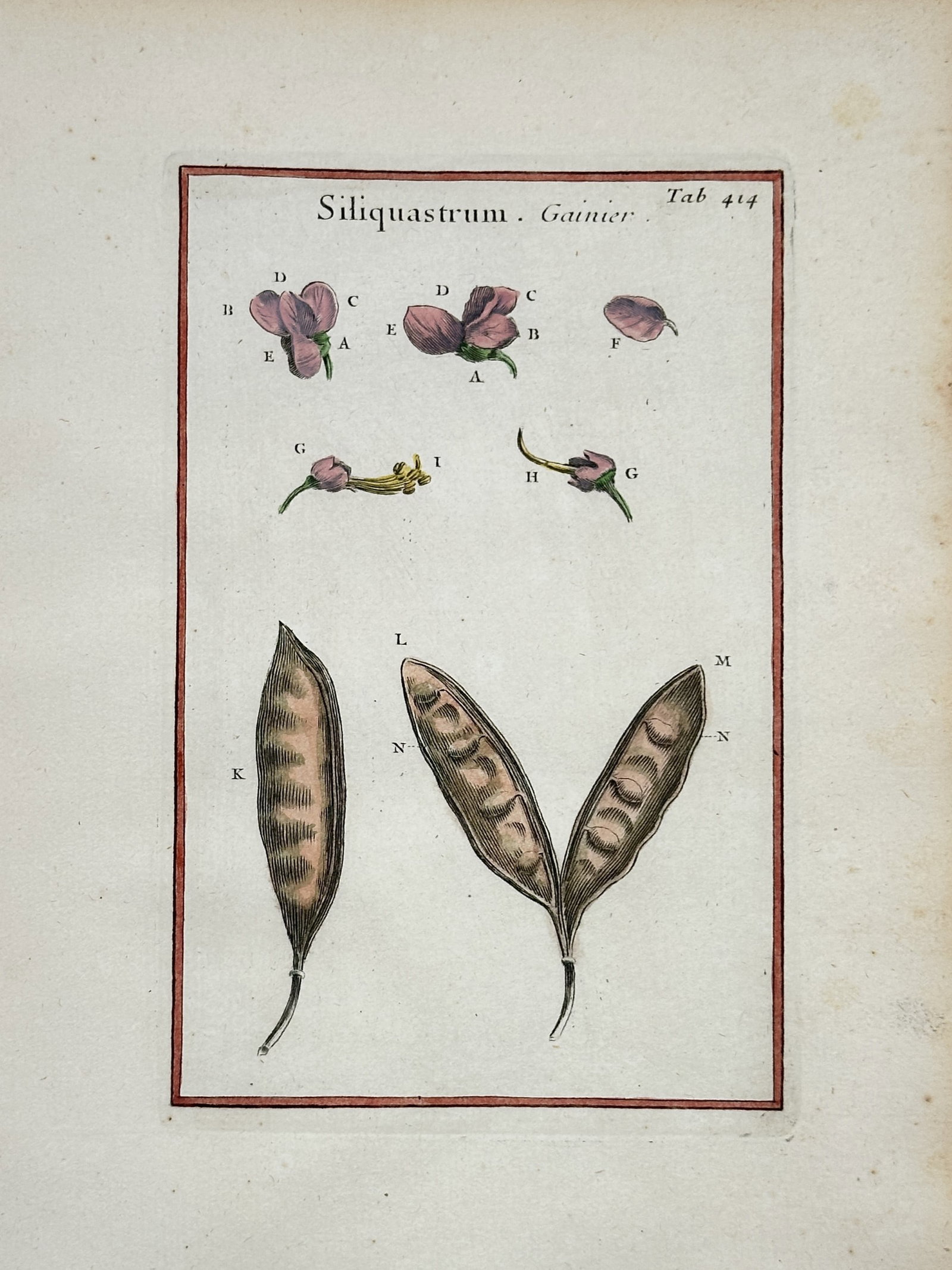 Joseph Pitton de Tournefort – Judas Tree Structural Study – Hand-colored engraving (18th: "Judas Tree Structural Study" This botanical plate illustrates the structural components of a Judas tree including its small pink blossoms, internal reproductive organs, and seed pods. The composition