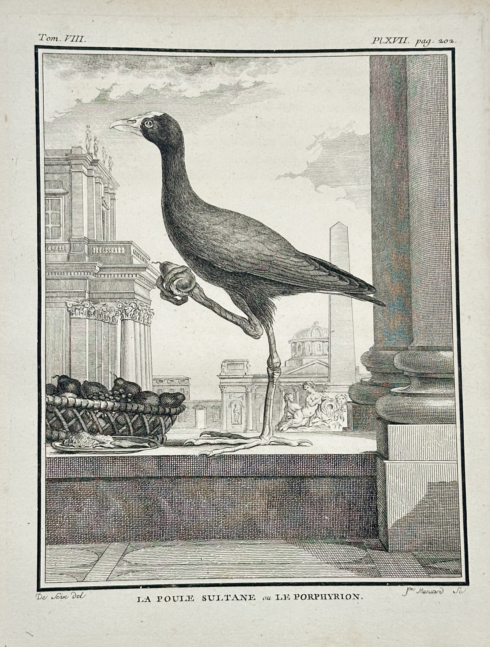 Georges-Louis Leclerc, Comte de Buffon – The Purple Swamphen – Engraving (18th Century): The Purple Swamphen This ornithological plate illustrates a large waterbird standing on one leg on a stone ledge next to a basket filled with fruit. The composition positions the specimen against a cl