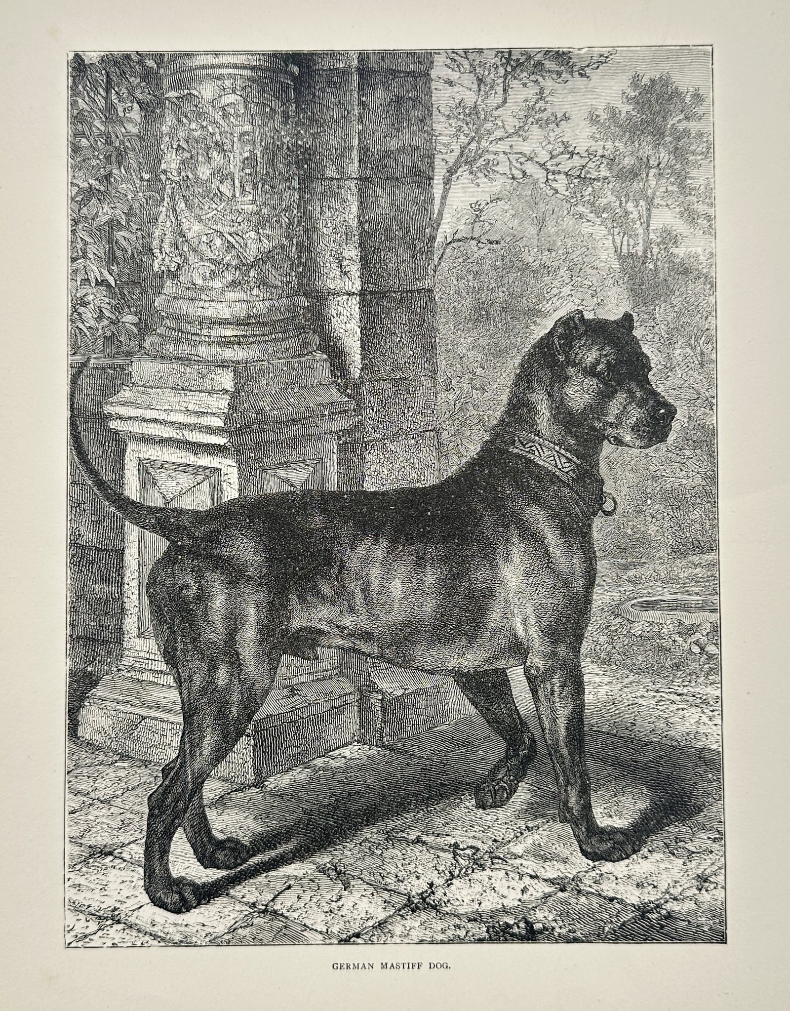 Vero Shaw – German Mastiff Dog – Engraving (1881) (1 of 2)