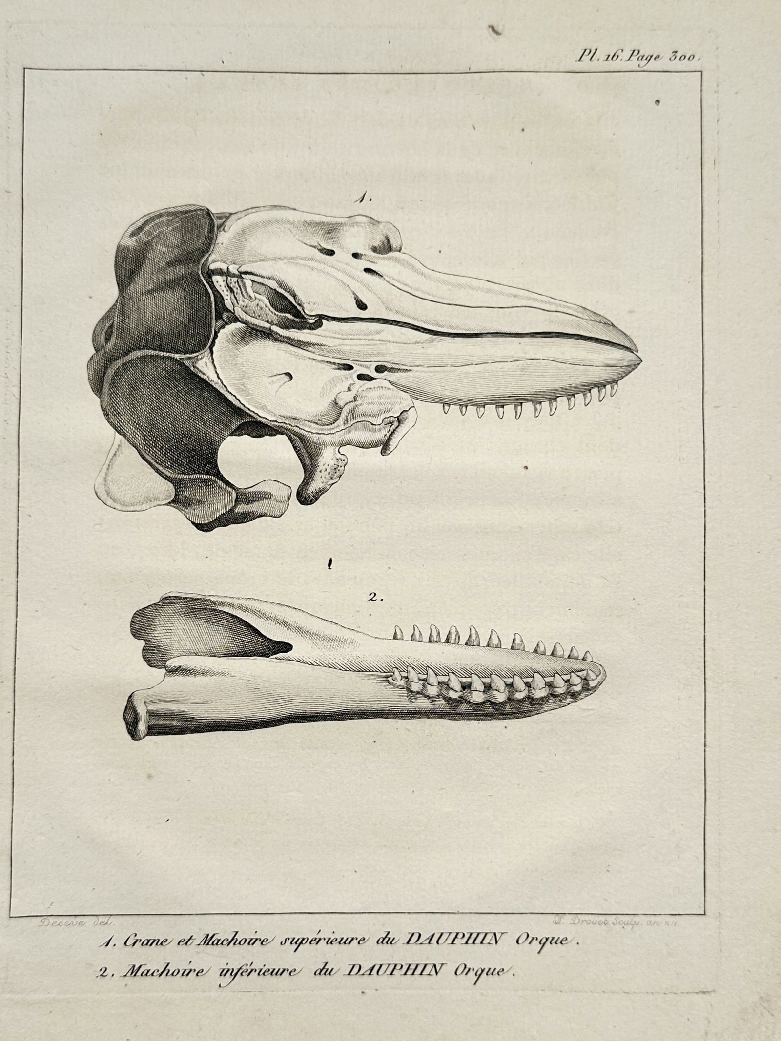 Georges-Louis Leclerc, Comte de Buffon – Skull and Jaws of the Killer Whale Dolphin – Engraving (1 of 2)