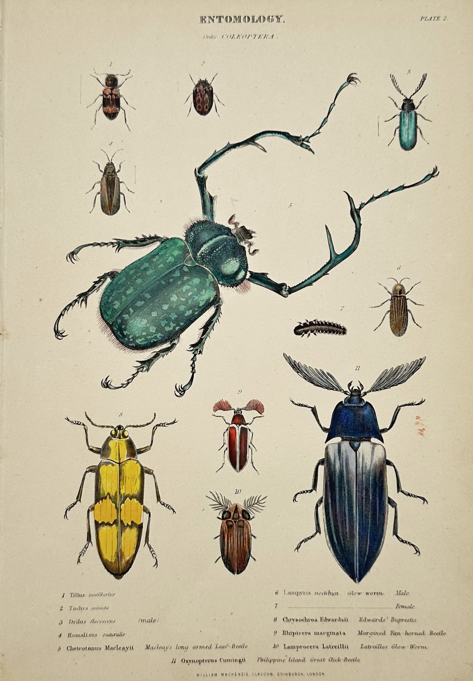 William Mackenzie – Study of Beetles – Engraving (1 of 2)