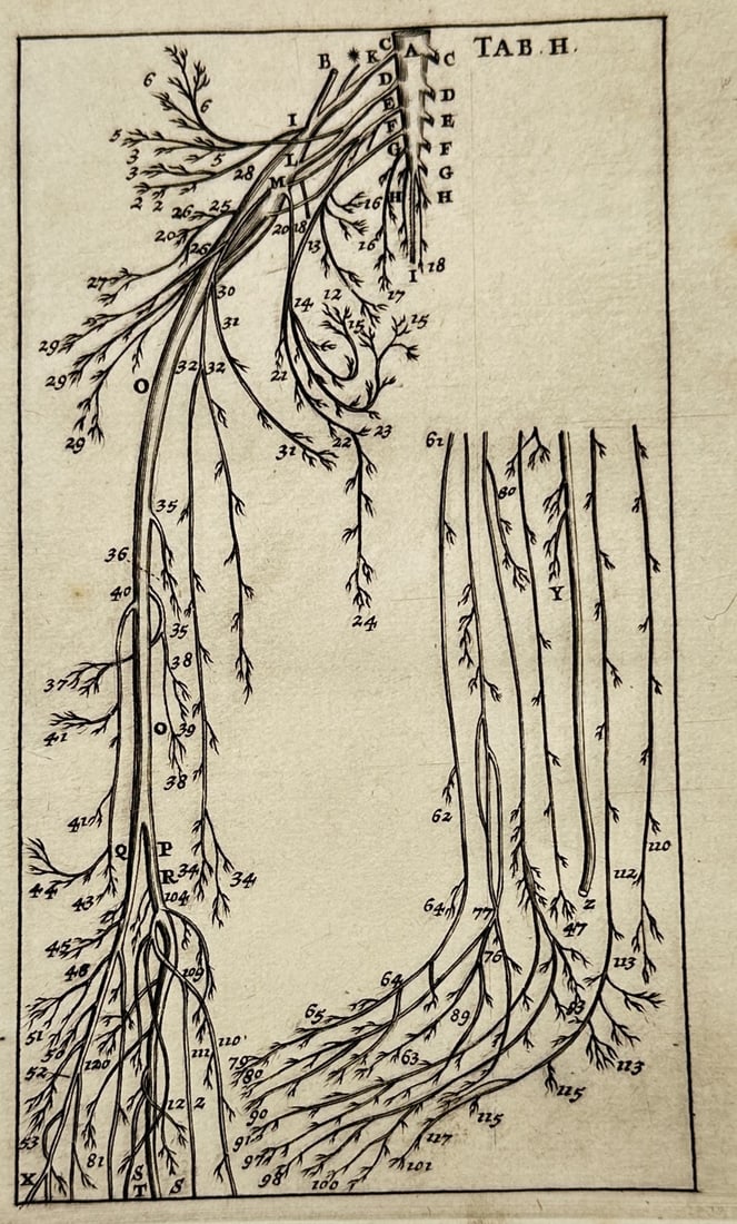 Philippe Verheyen – Anatomical Study of the Nervous System – Engraving: "Tab. II" The artwork displays a detailed anatomical chart outlining a network of branching nerves or blood vessels within a rectangular frame. The composition focuses on medical documentation to syst