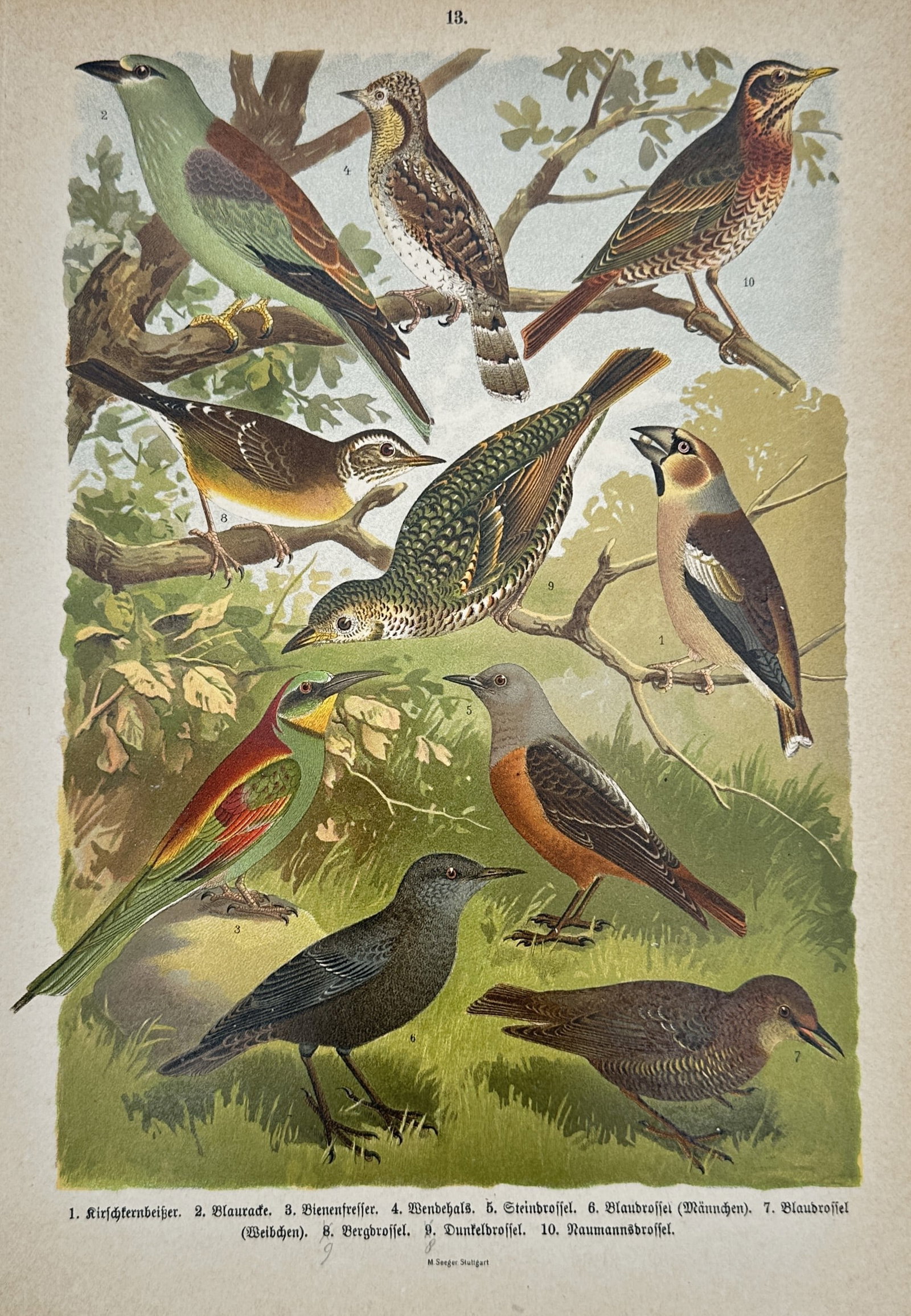 August Specht – Study of European Birds – Lithograph (1 of 2)