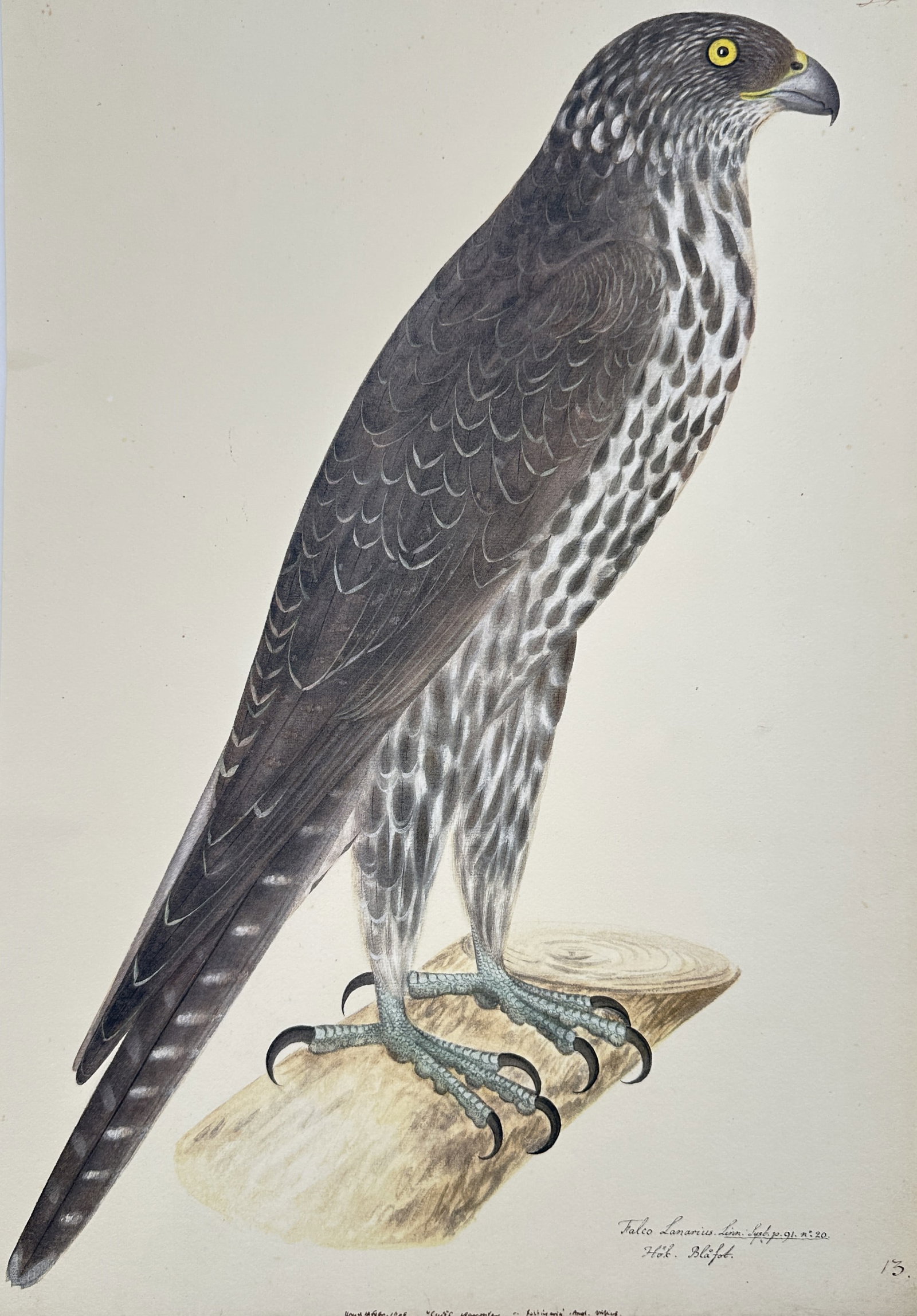Olof Rudbeck the Younger,after – Falcon – Facsimile print (20th Century): "Falcon" The artwork displays a detailed ornithological illustration depicting a large bird of prey standing on a wooden branch against a plain background. The composition focuses on natural history d