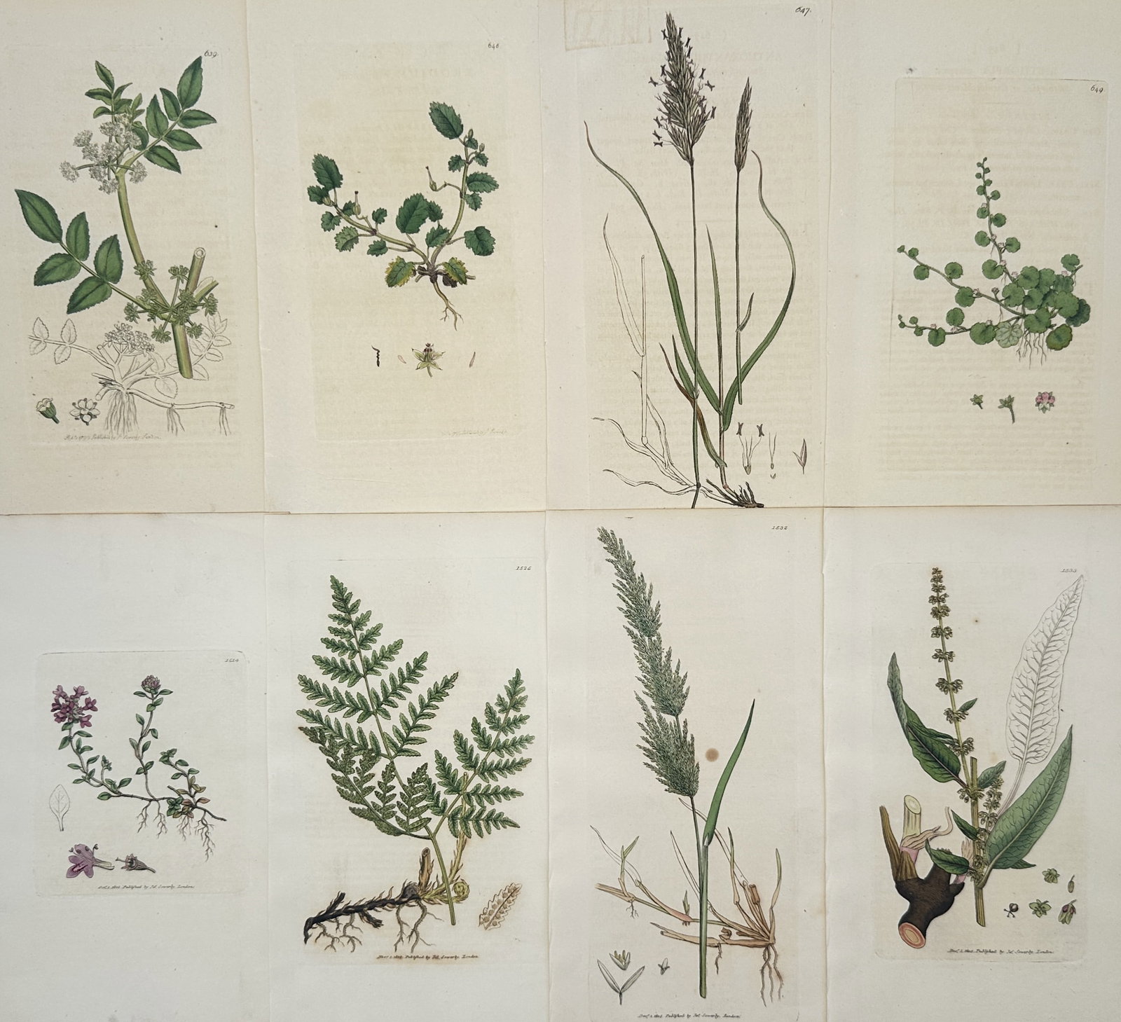 James Sowerby – Set of 8: Botanical Studies – Hand-colored engravings (19th Century) (1 of 2)