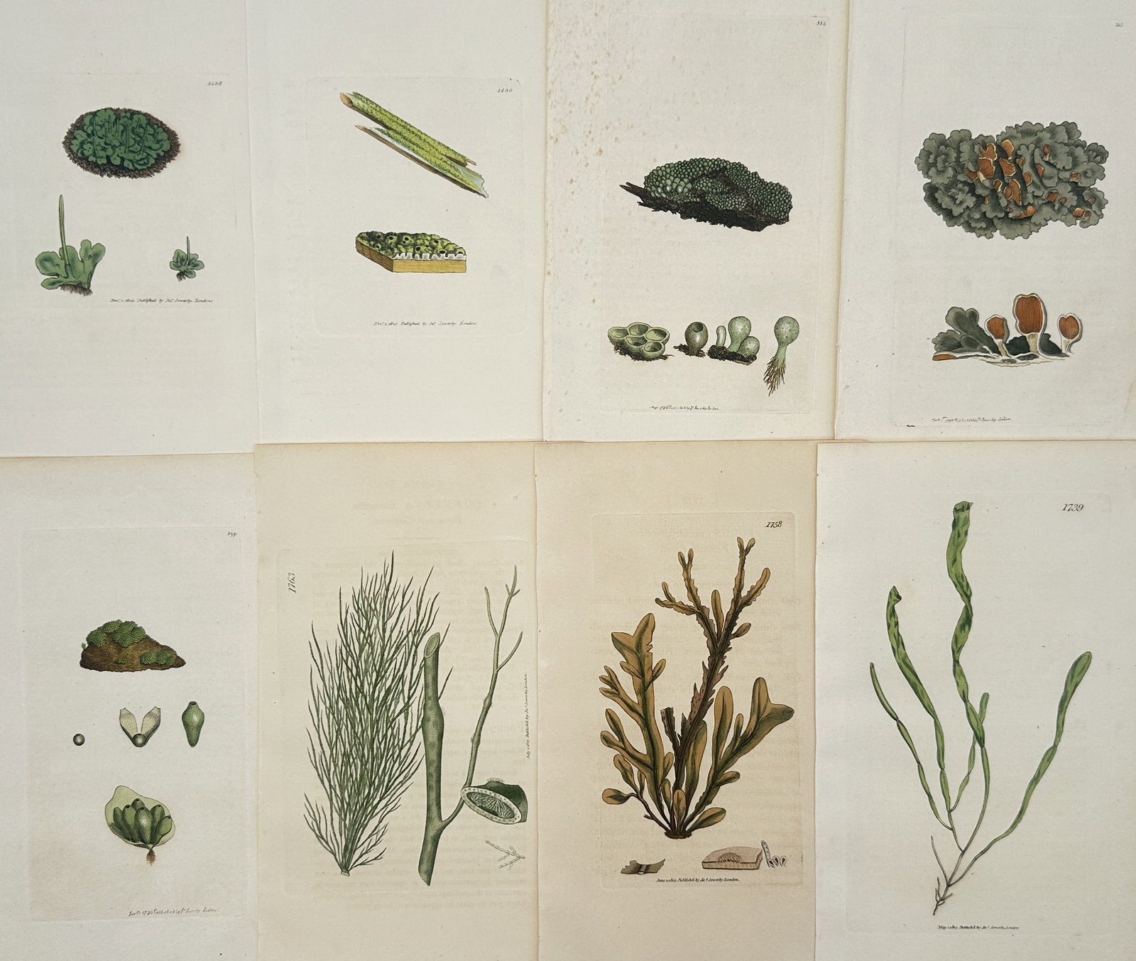 James Sowerby – Set of 8: Cryptogamic and Marine Botanical Studies – Hand-colored engravings: "Set of 8: Cryptogamic and Marine Botanical Studies" The artwork displays a collection of eight separate sheets containing detailed botanical illustrations that depict various mosses, lichens, algae, 