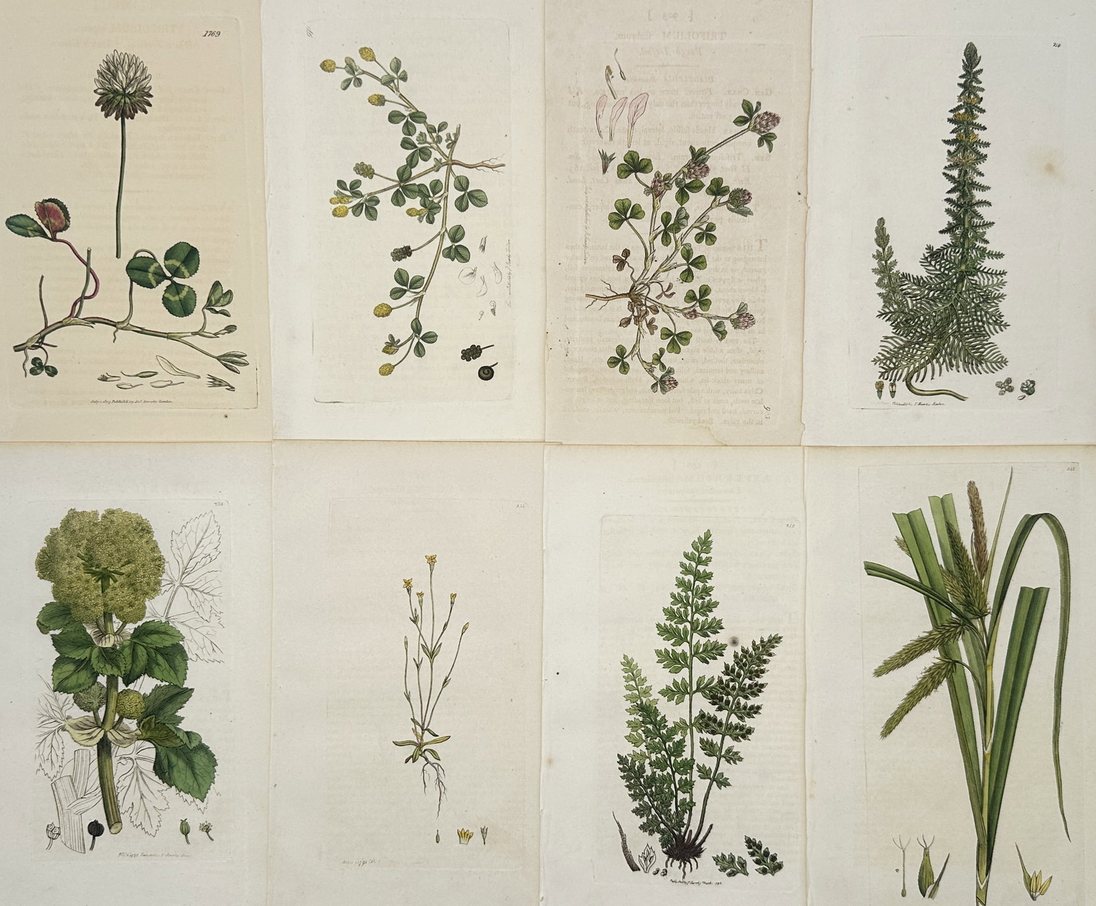 James Sowerby – Set of 8: Flowering Plants and Foliage Studies – Hand-colored engravings: "Set of 8: Flowering Plants and Foliage Studies" The artwork displays a collection of eight separate sheets containing detailed botanical illustrations that depict various clover species, small flower