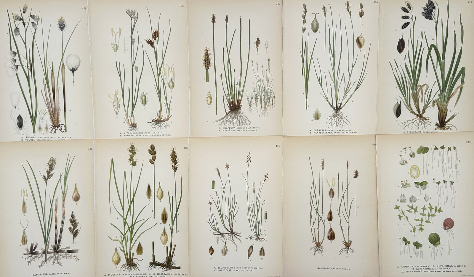 Carl Lindman – Set of 10: Studies of Northern Flora – Lithographs (20th Century): "Set of 10: Botanical Studies of Northern Flora" The artwork displays a collection of ten separate sheets containing detailed botanical illustrations that depict various sedges, marsh grasses, rushes,