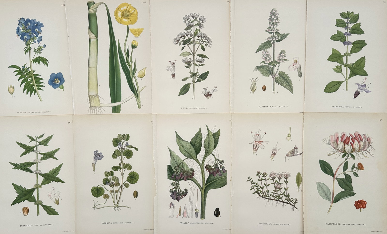Carl Lindman – Set of 10: Botanical Studies of Flowering and Medicinal Herbs – Lithographs: "Set of 10: Botanical Studies of Flowering and Medicinal Herbs" The artwork displays a collection of ten separate sheets containing detailed botanical illustrations that depict various colorful wild b