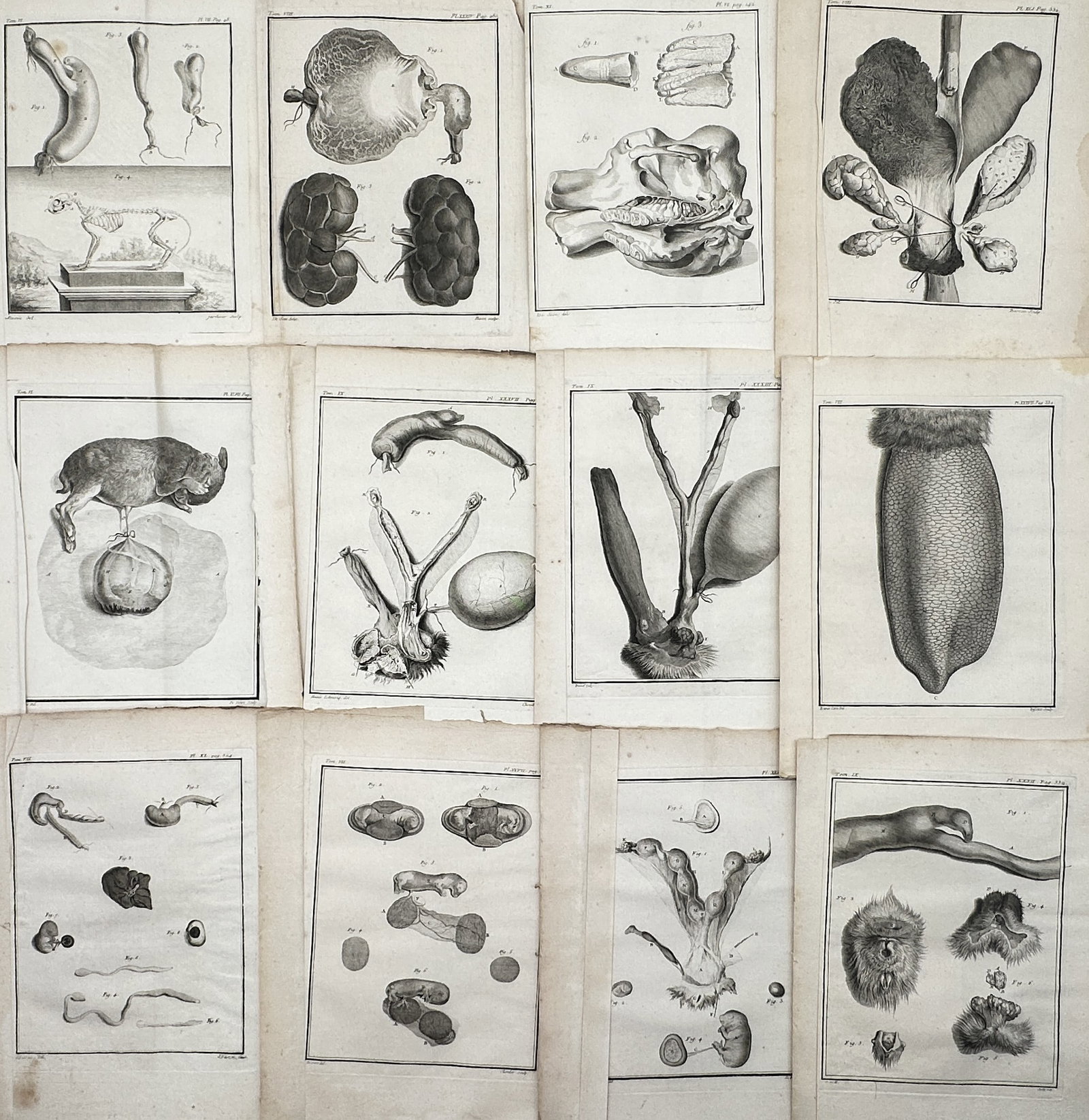 George Comte de Buffon – Set of 12: Anatomical and Biological Studies – Engravings (18th (1 of 2)