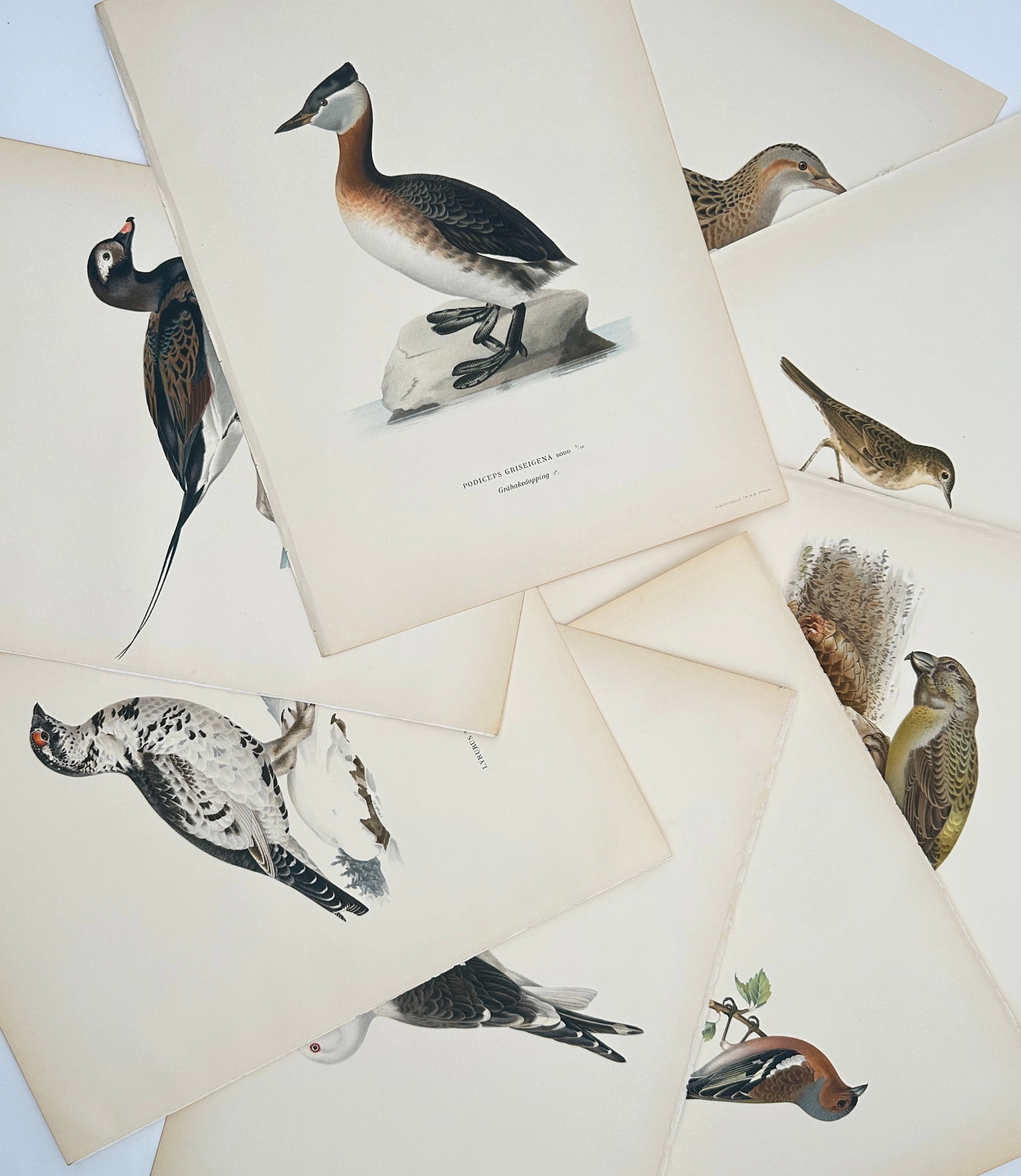Magnus von Wright – Set of 8: Ornithological and Bird Studies – Lithographs (1920s) (1 of 2)