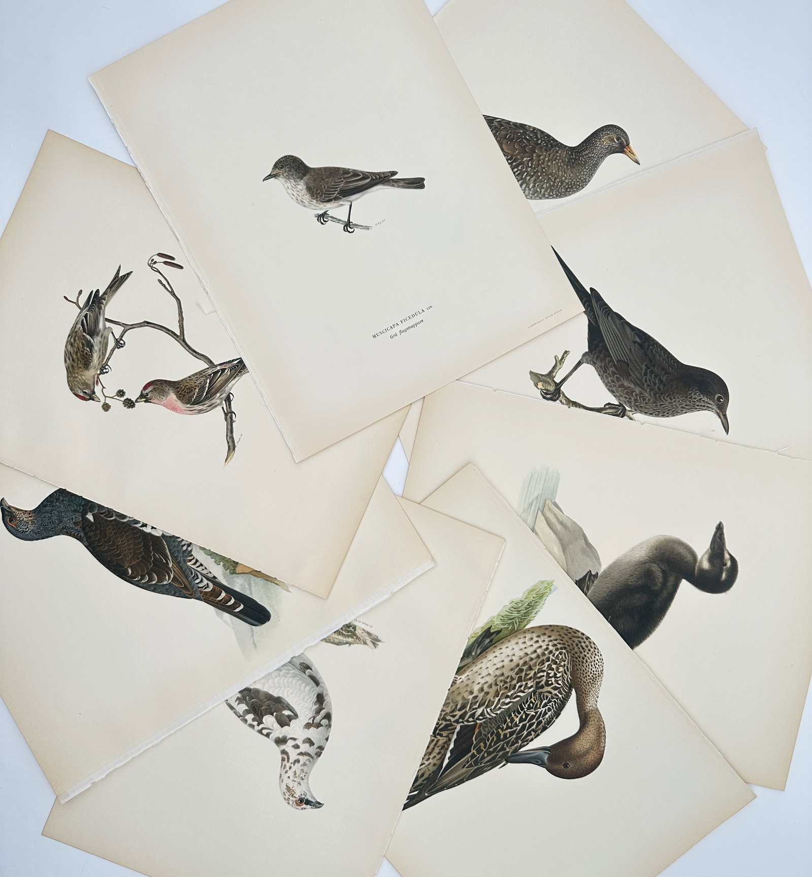 Magnus von Wright – Set of 8: Nordic Bird and Fauna Studies – Lithographs (1920s): "Set of 8: Nordic Bird and Fauna Studies" The artwork displays a collection of eight separate sheets containing detailed ornithological illustrations that depict various ducks, a spotted crake, small 
