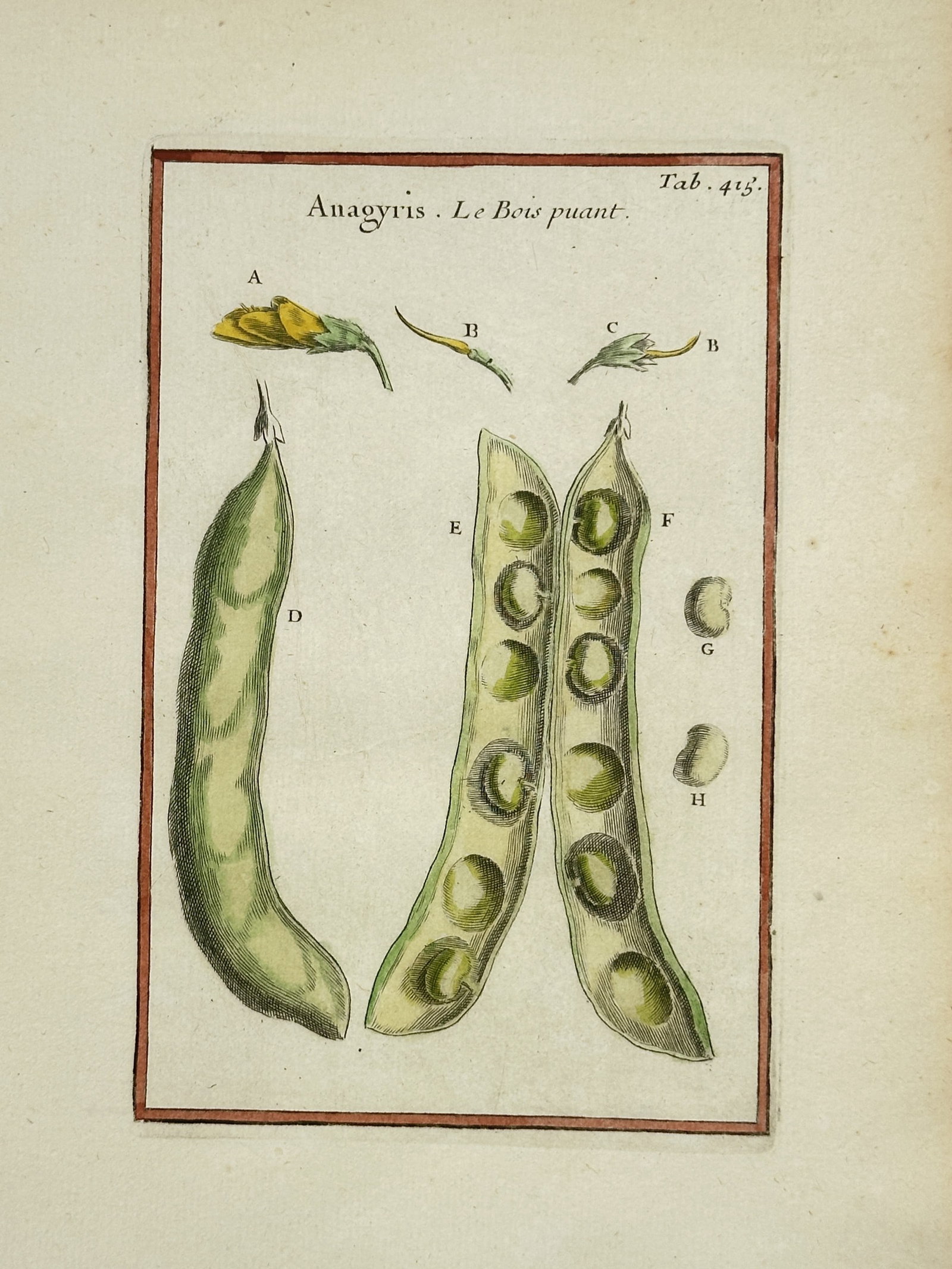 Joseph Pitton de Tournefort – Anagyris, The Wood Pea – Hand-colored Engraving (18th Century): "Anagyris, The Wood Pea" is a botanical study presenting multiple views of the legume plant, including flowers, whole pods, opened seed pods revealing individual seeds, and isolated seed details rende