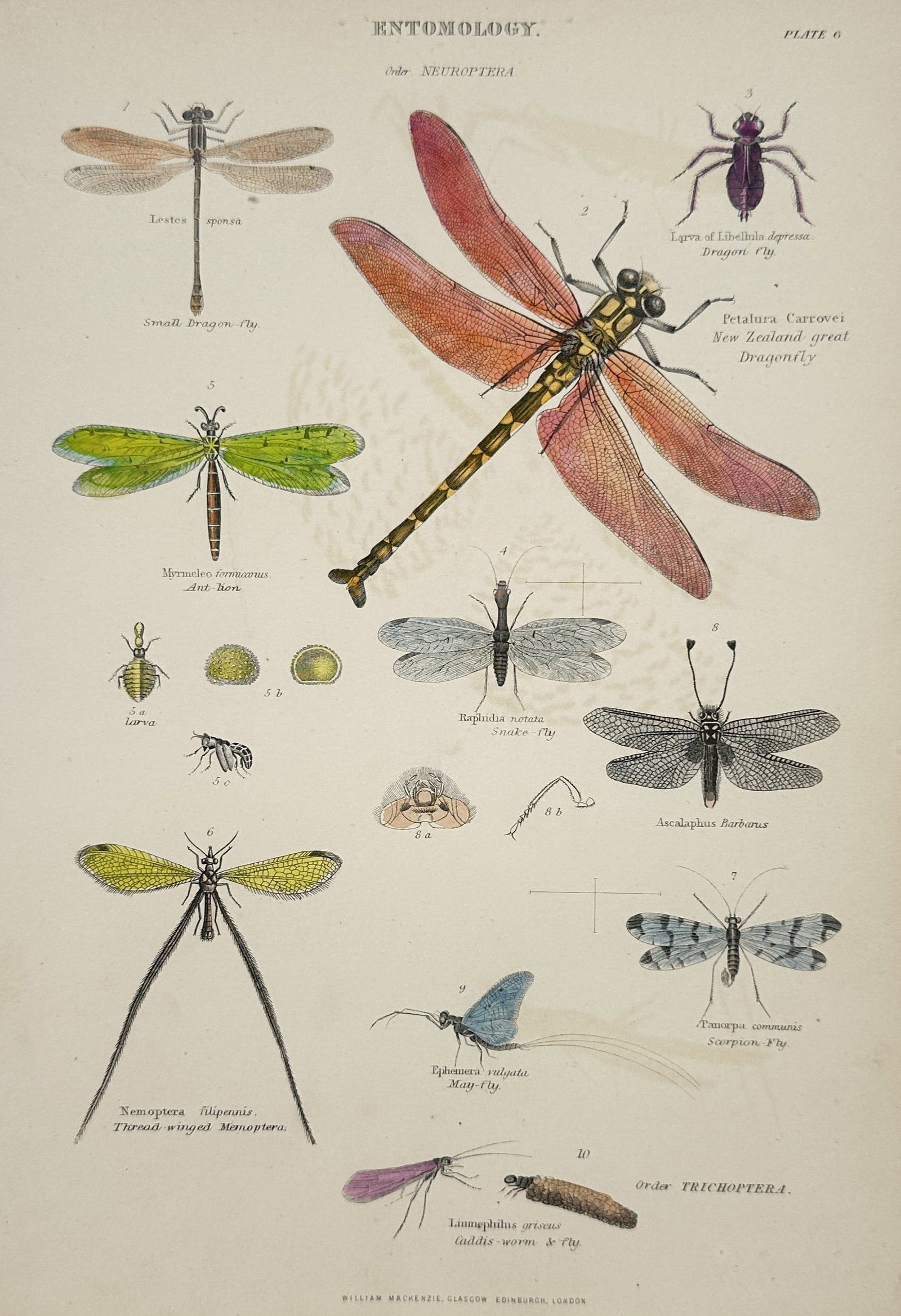 William Mackenzie – Entomology: Neuroptera and Trichoptera – Engraving (19th Century): "Entomology: Neuroptera and Trichoptera" The artwork displays a single color sheet containing an entomological illustration that depicts a selection of winged insects including various dragonfly speci