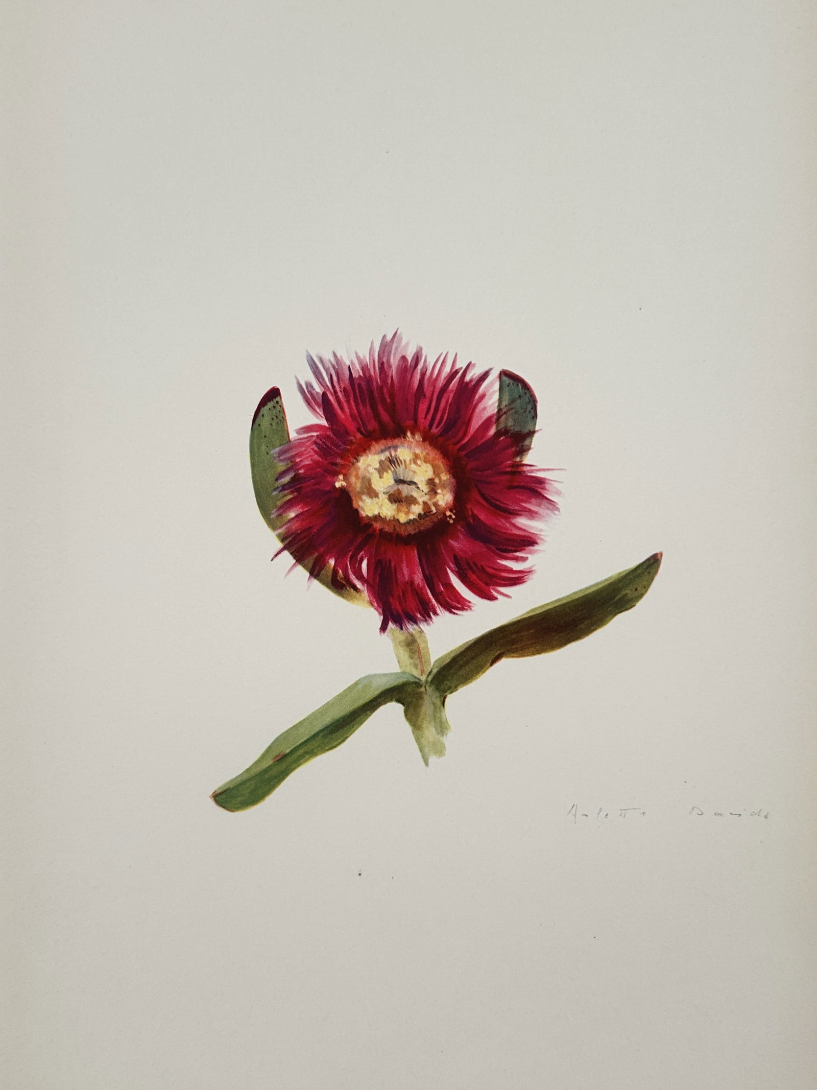 Arlette Davids, after – Flowering Succulent – Offset print (20th Century) (1 of 2)