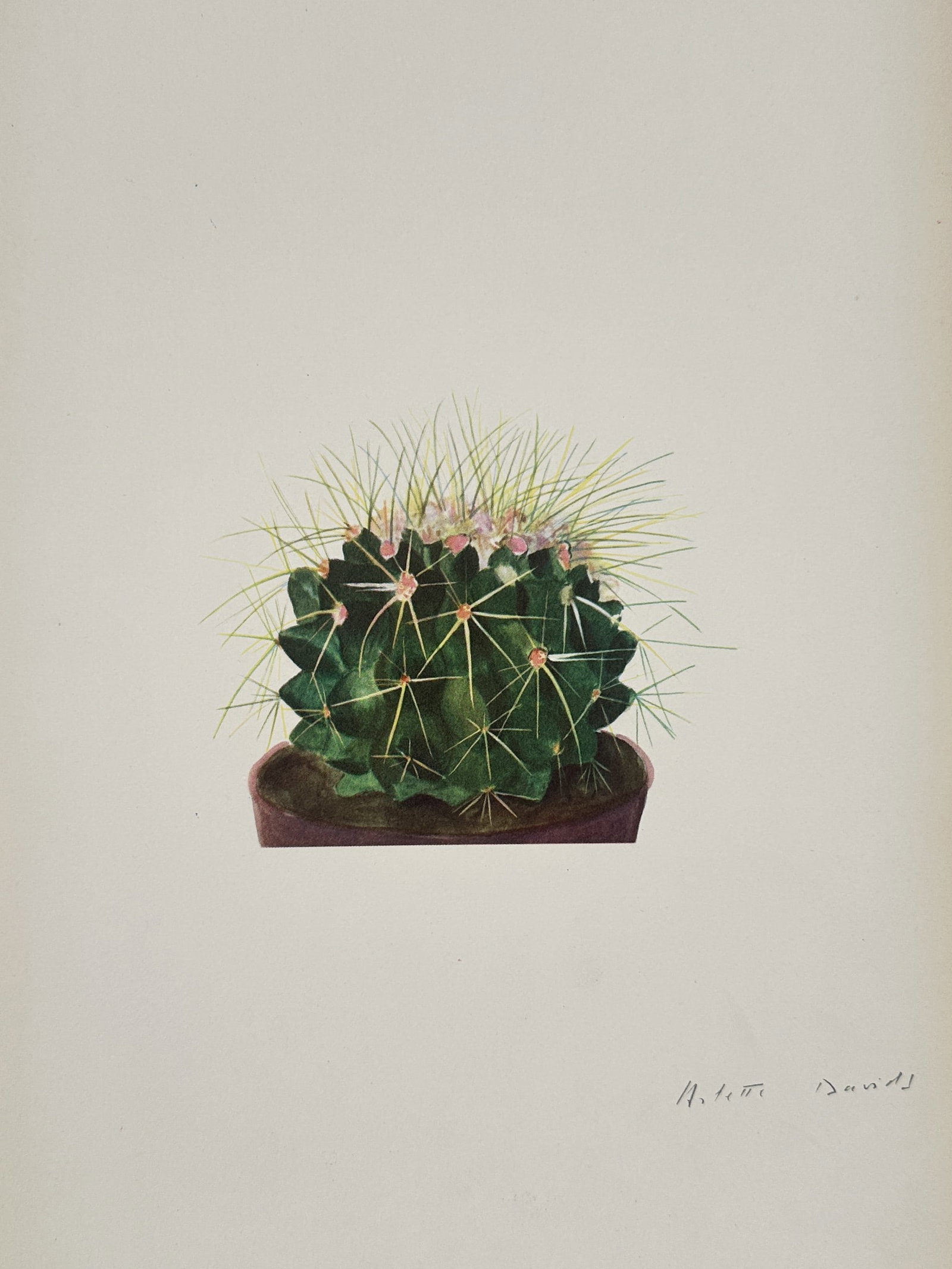 Arlette Davids, after – Cactus – Offset print (20th Century) (1 of 2)