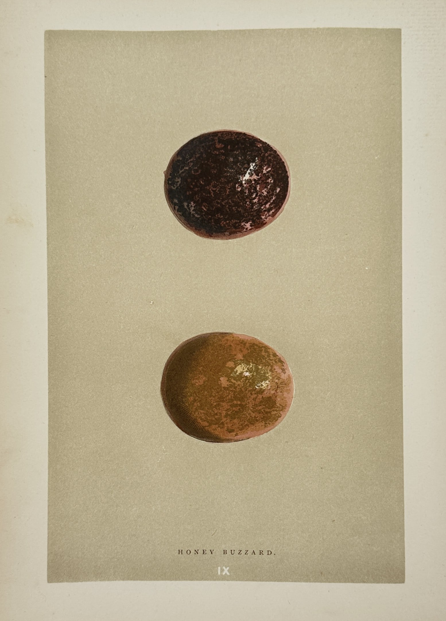 Francis Orpen Morris – Honey Buzzard – Wood Engraving (19th Century): "Honey Buzzard" The artwork displays a single color sheet containing an oological illustration that depicts two heavily marbled and deeply colored bird eggs belonging to a raptor species against a sol