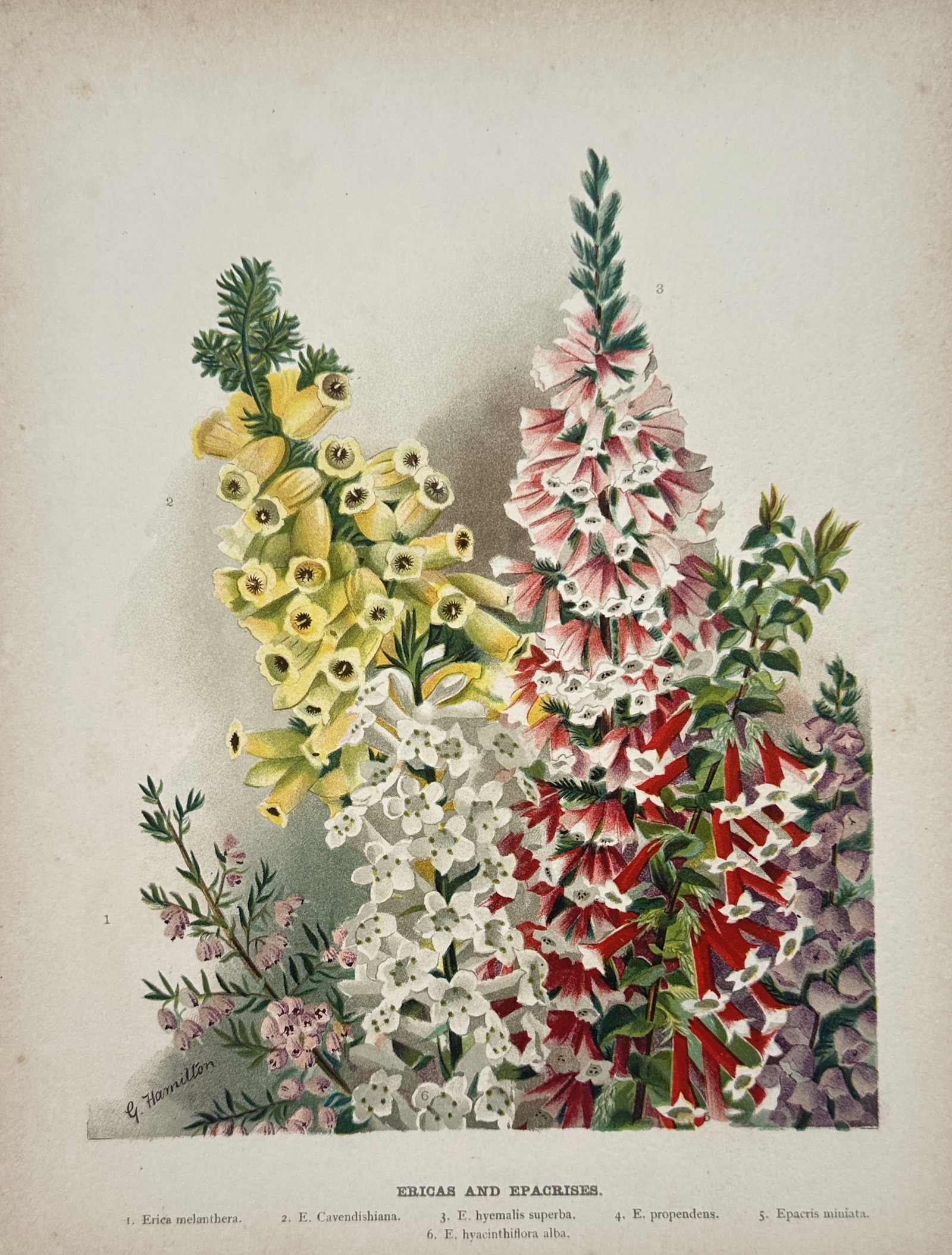 Gertrude Hamilton – Ericas and Epacrises – Chromolithograph (1897): "Ericas and Epacrises" The botanical illustration shows a colorful arrangement of various heath and heather plants displaying clusters of bell-shaped flowers in shades of yellow, pink, white, and deep