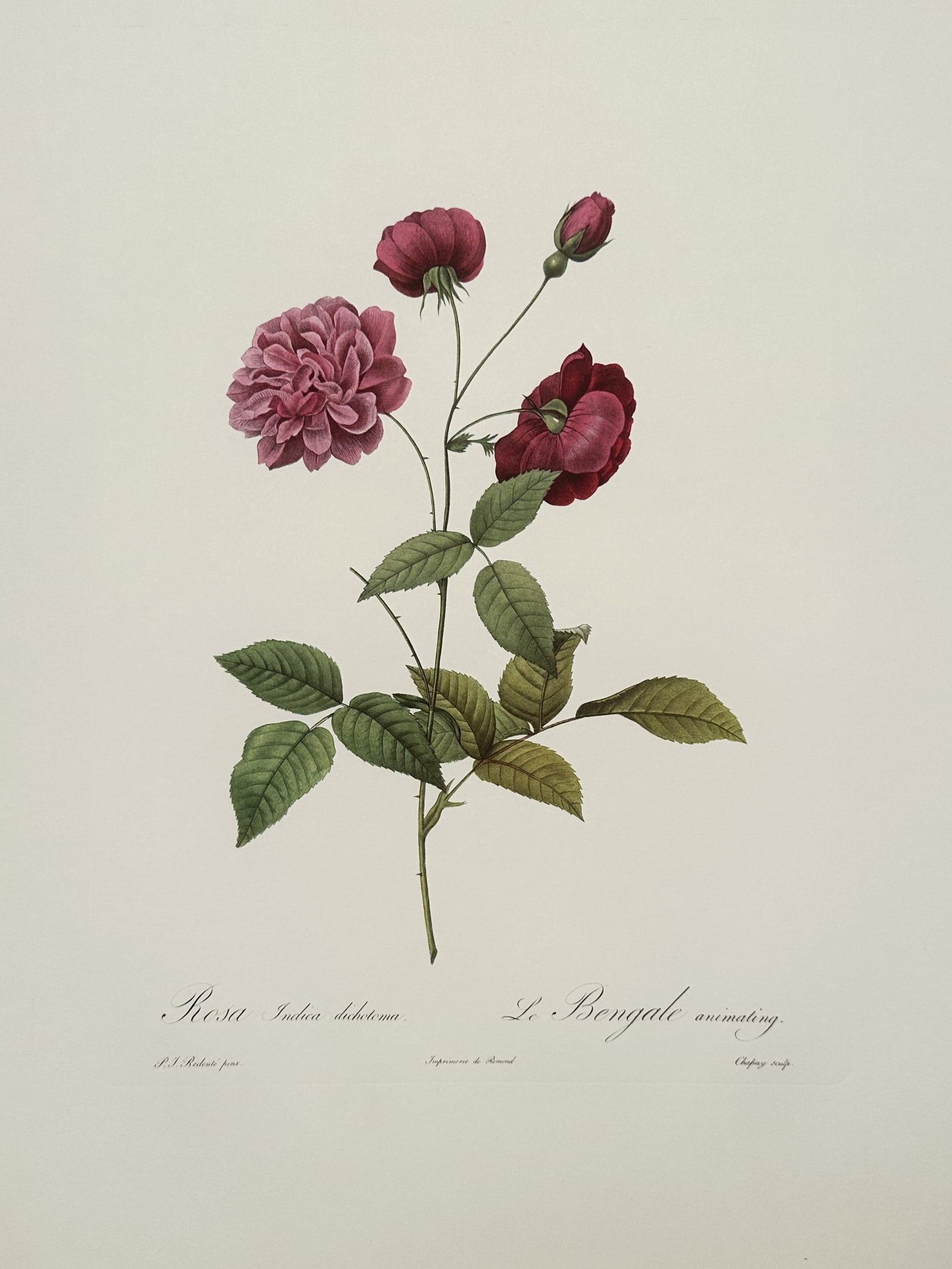 Pierre-Joseph Redouté, after – The Animated Bengal Rose – Offset print (20th Century) (1 of 2)