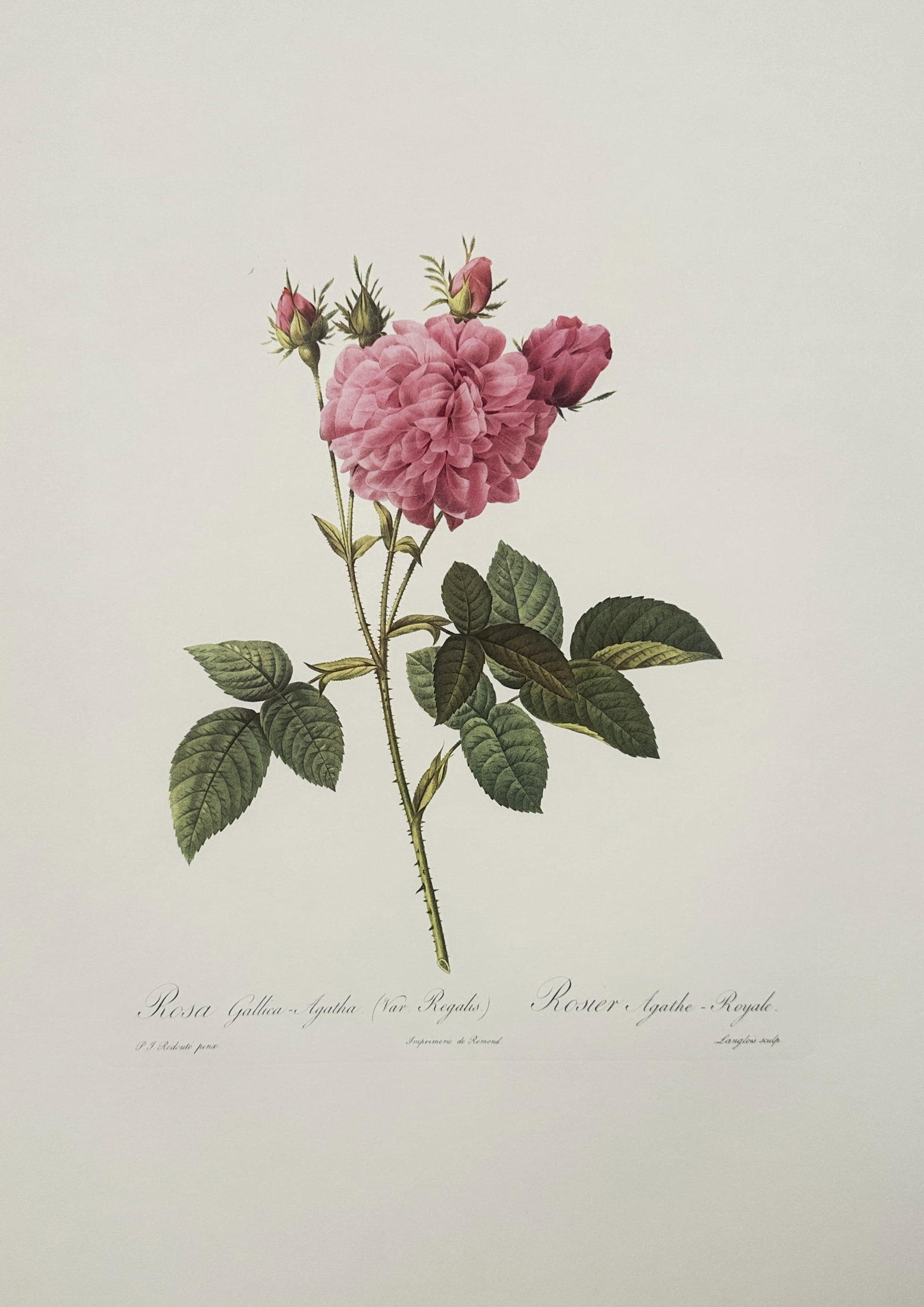 Pierre-Joseph Redouté, after – The Royal Agatha Rose – Offset print (20th Century): "The Royal Agatha Rose" The botanical work features a single thorny branch adorned with an open pink flower, several developing buds, and detailed textured green leaves. This offset print represents a