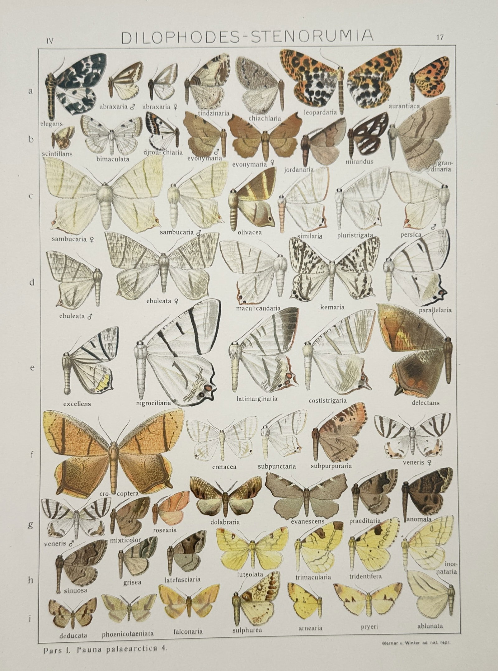 Adalbert Seitz – Dilophodes Stenorumia – Lithograph (20th Century): "Dilophodes Stenorumia" The entomological work features a detailed scientific study illustrating numerous species of moths with distinct wing patterns and colorations. This lithograph represents an ed
