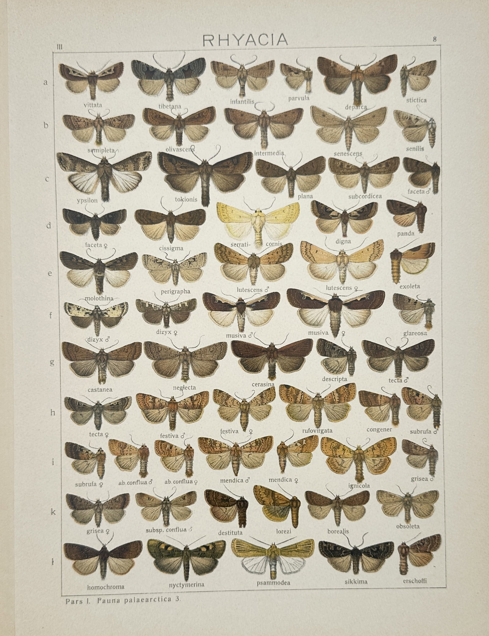 Adalbert Seitz – Rhyacia – Lithograph (20th Century): "Rhyacia" The entomological work features a detailed scientific study illustrating numerous species of moths with distinct wing patterns and colorations. This lithograph represents an educational scie