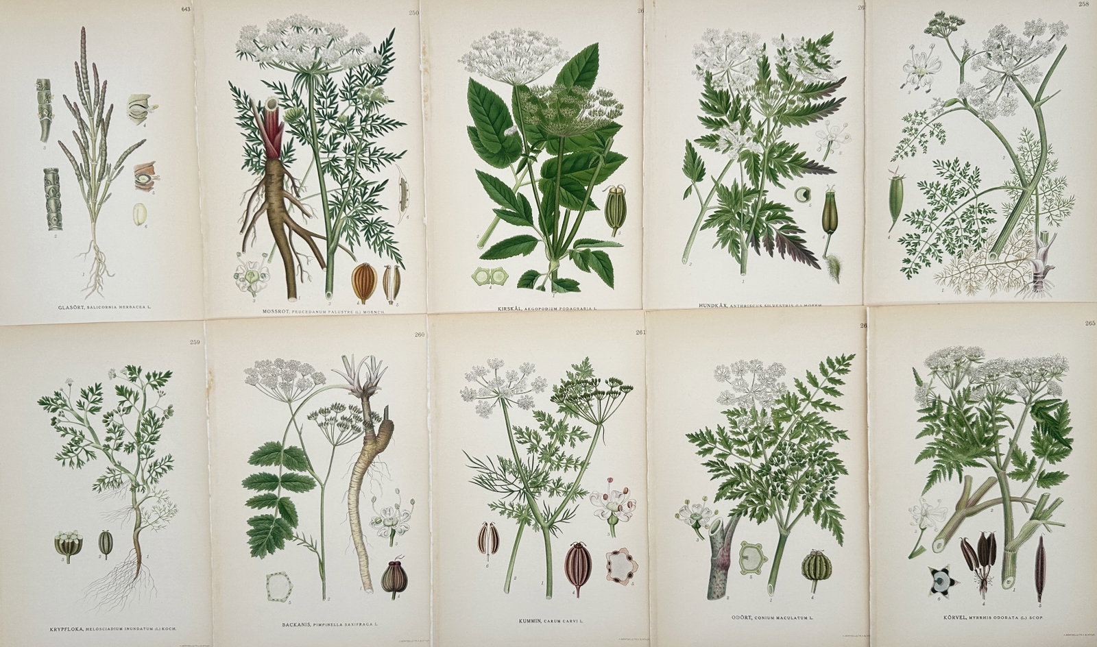 Carl Lindman – Set of 10: Nordic Flora Illustrations – Lithographs (20th Century): "Nordic Flora Illustrations" The scientific illustrations feature detailed anatomical dissections and representations of various plant species including umbellifer flowers, leaves, roots, and seeds ag