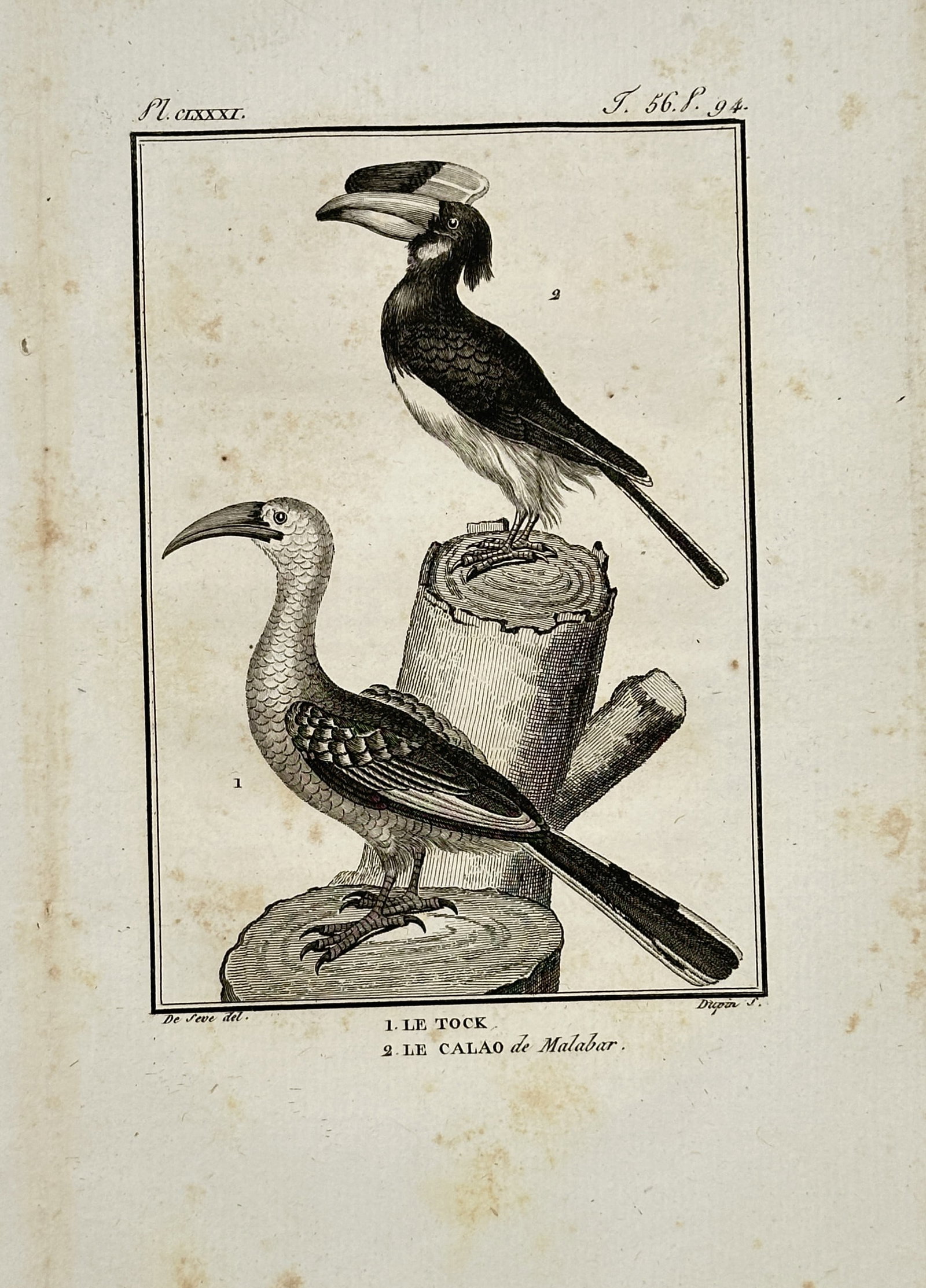 Georges-Louis Leclerc, Comte de Buffon – Ornithological Studies of Exotic Hornbills – Engraving: "The Tock and the Malabar Hornbill" presents an ornithological study of two distinct hornbill species perched on wooden stumps within a simple rectangular frame. This scientific plate documents the di