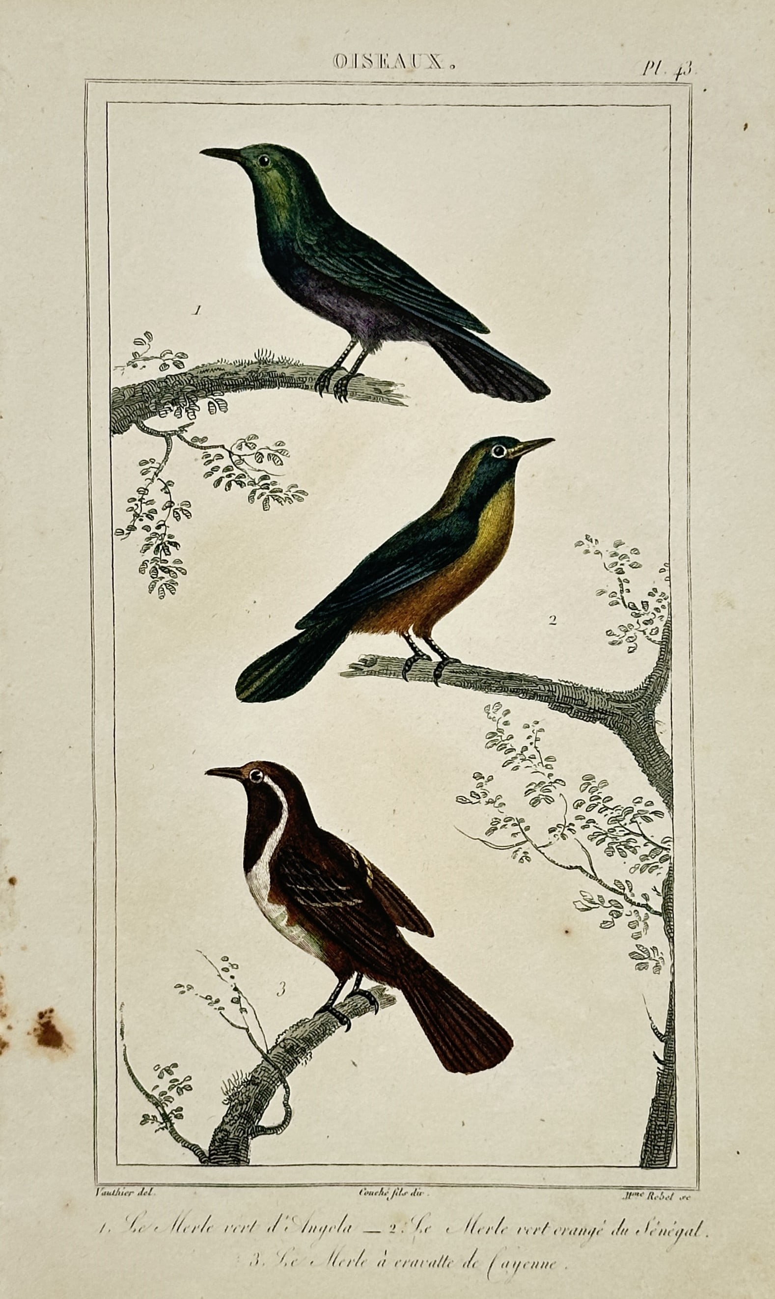 Georges-Louis Leclerc, Comte de Buffon – Ornithological Studies of Thrushes and Blackbirds (1 of 2)
