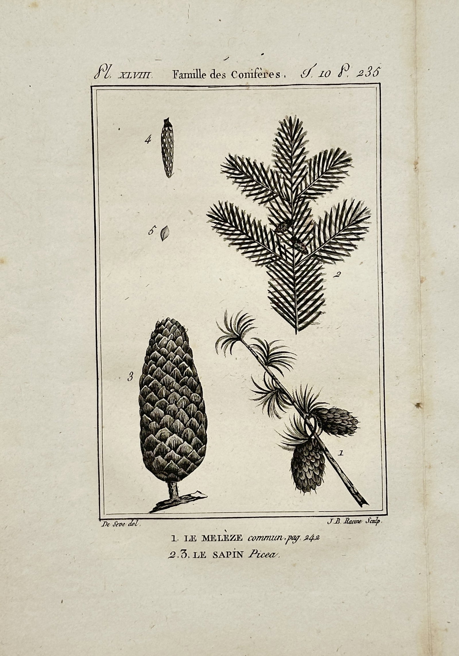 Georges-Louis Leclerc, Comte de Buffon – Botanical Studies of Conifers: Larch and Spruce: "The Common Larch and the Spruce Fir" presents a botanical study illustrating various components of coniferous trees arranged within a vertical rectangular border. This scientific plate documents stru
