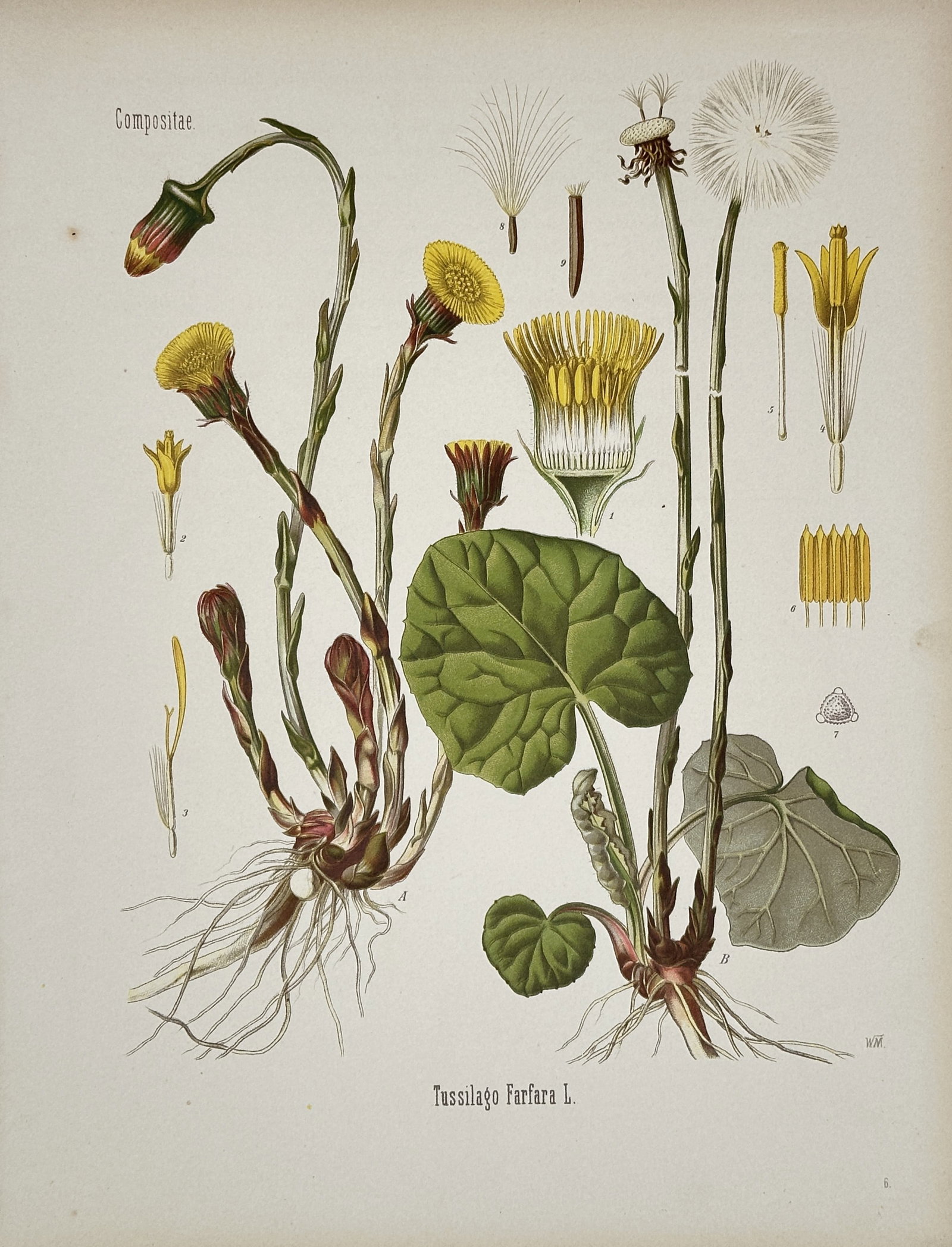 Hermann Adolph Köhler – Tussilago Farfara – Chromolithograph (1887): "Tussilago Farfara" presents a detailed botanical study illustrating the life cycle and anatomical structures of the coltsfoot plant against a plain background. This scientific plate documents the yel