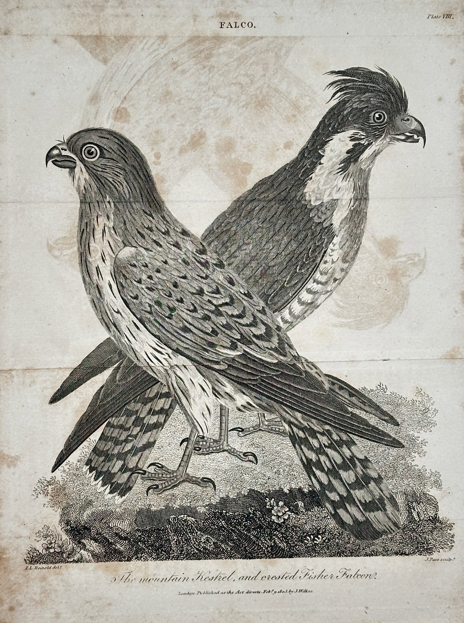 John Wilkes – Ornithological Study of the Mountain Kestrel and Crested Fisher Falcon (1 of 2)