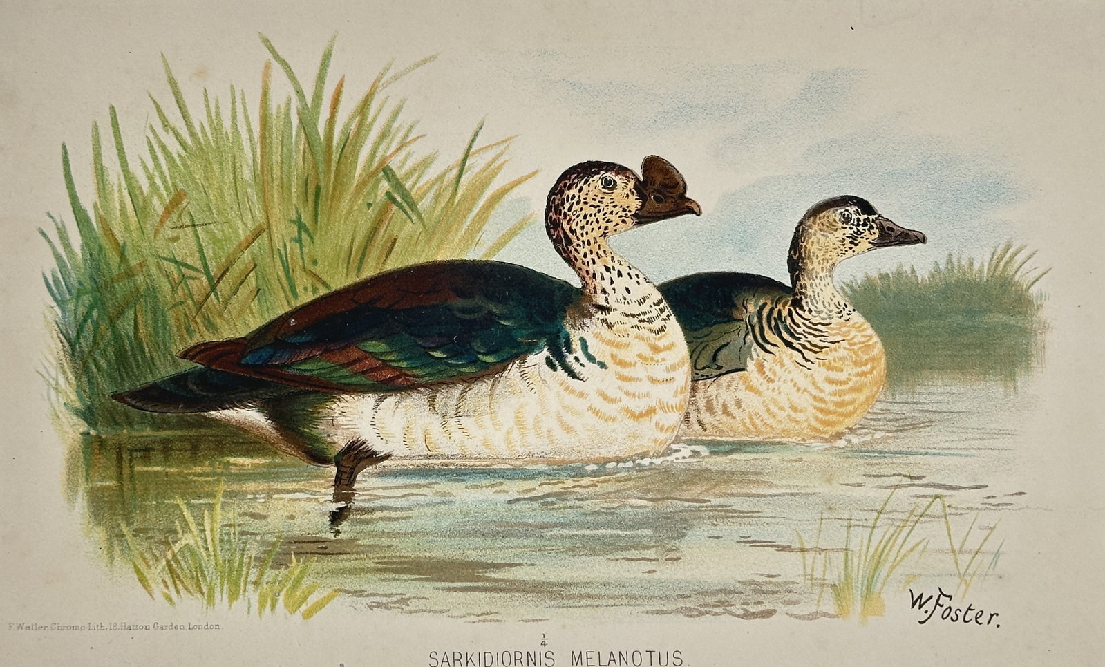 William Foster – Ornithological Study of the Knob-Billed Duck (Sarkidiornis Melanotus) (1 of 2)