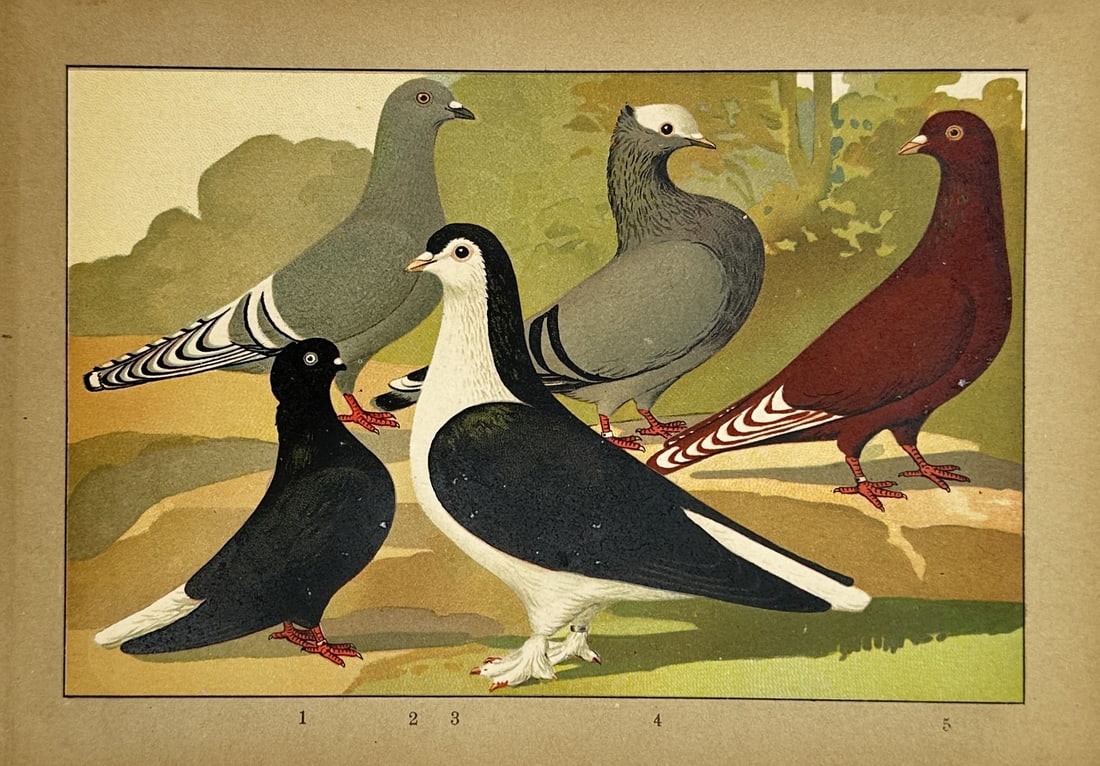 Emil Schachtzabel – Illustrative Study of Domestic Pigeon Breeds – Chromolithograph: Domestic Pigeon Breeds presents a general study showing multiple breeds of domestic pigeons grouped together within a natural setting. This bird composition documents various plumage colors, physical 