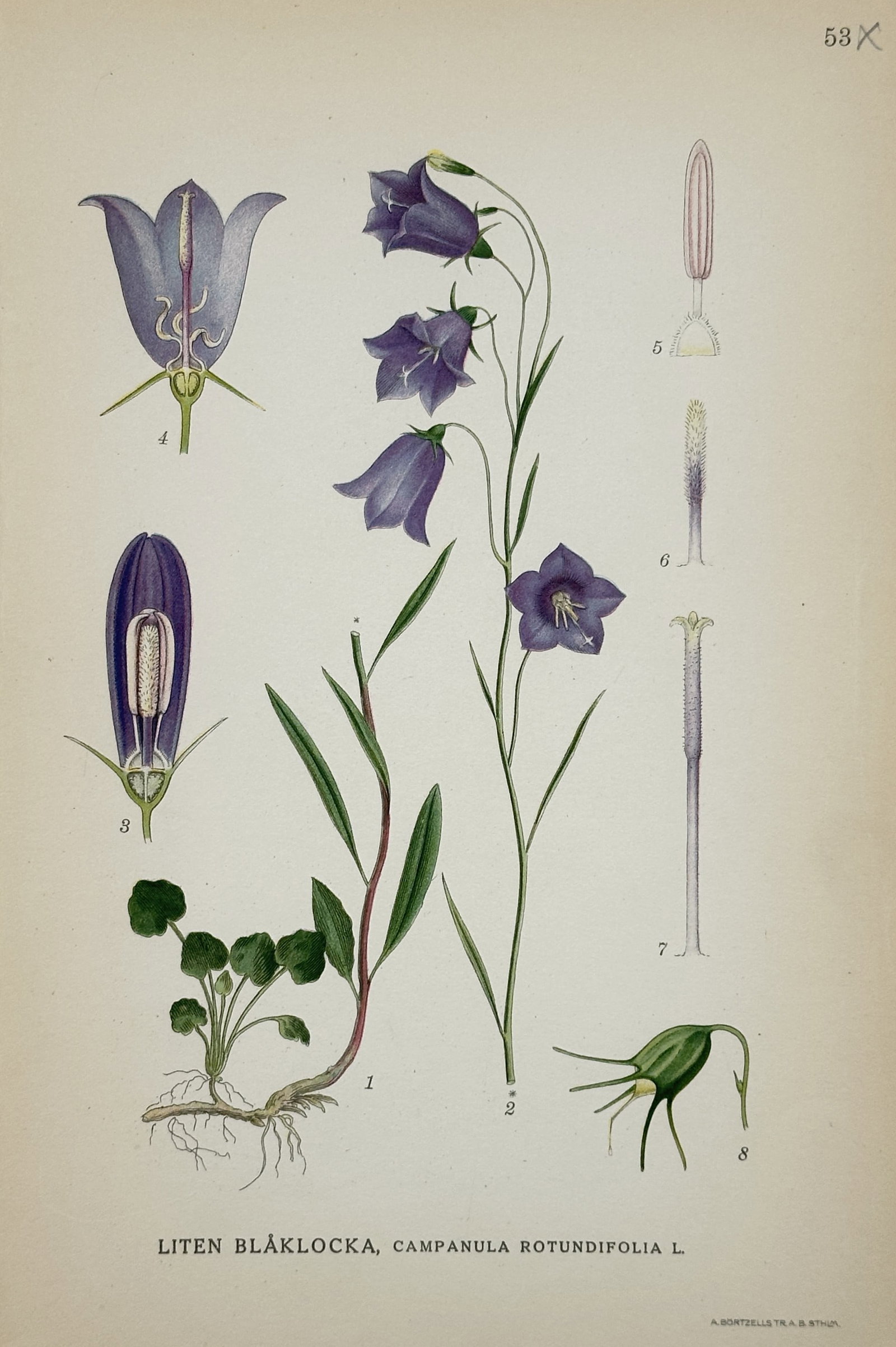 Carl Lindman – Botanical Study of the Harebell (Campanula Rotundifolia) – Lithograph (20th: "Liten Blåklocka, Campanula Rotundifolia L." presents a detailed botanical study illustrating the growth cycle and structural anatomy of the harebell plant against a plain background. This scientific
