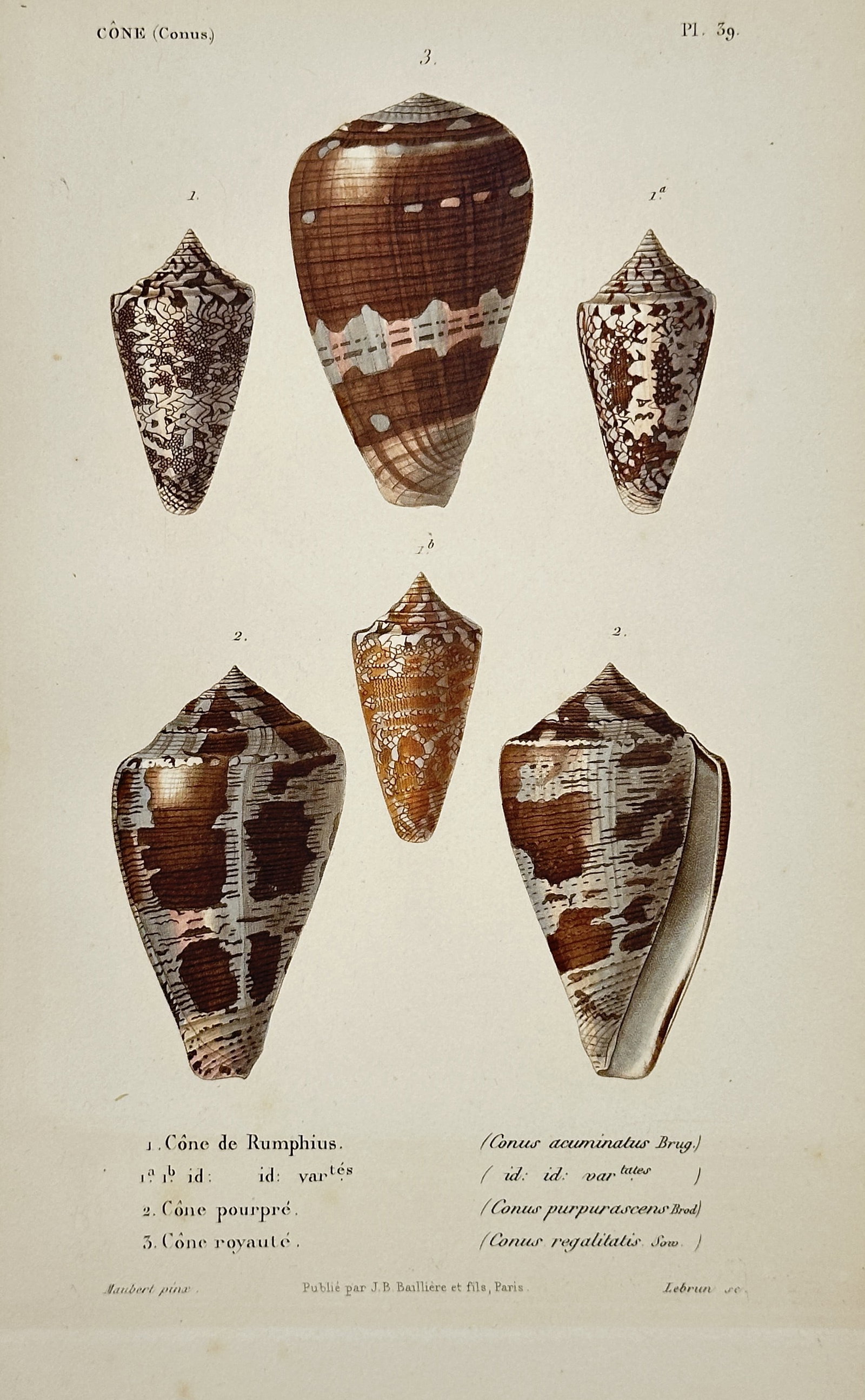 Jean-Baptiste Baillière – Malacological Study of Cone Shells (Conus) – Engraving (19th Century): "Cone (Conus)" presents a natural history study illustrating several detailed views of distinct cone snail shells against a plain light background. This scientific plate documents the diverse spiraled