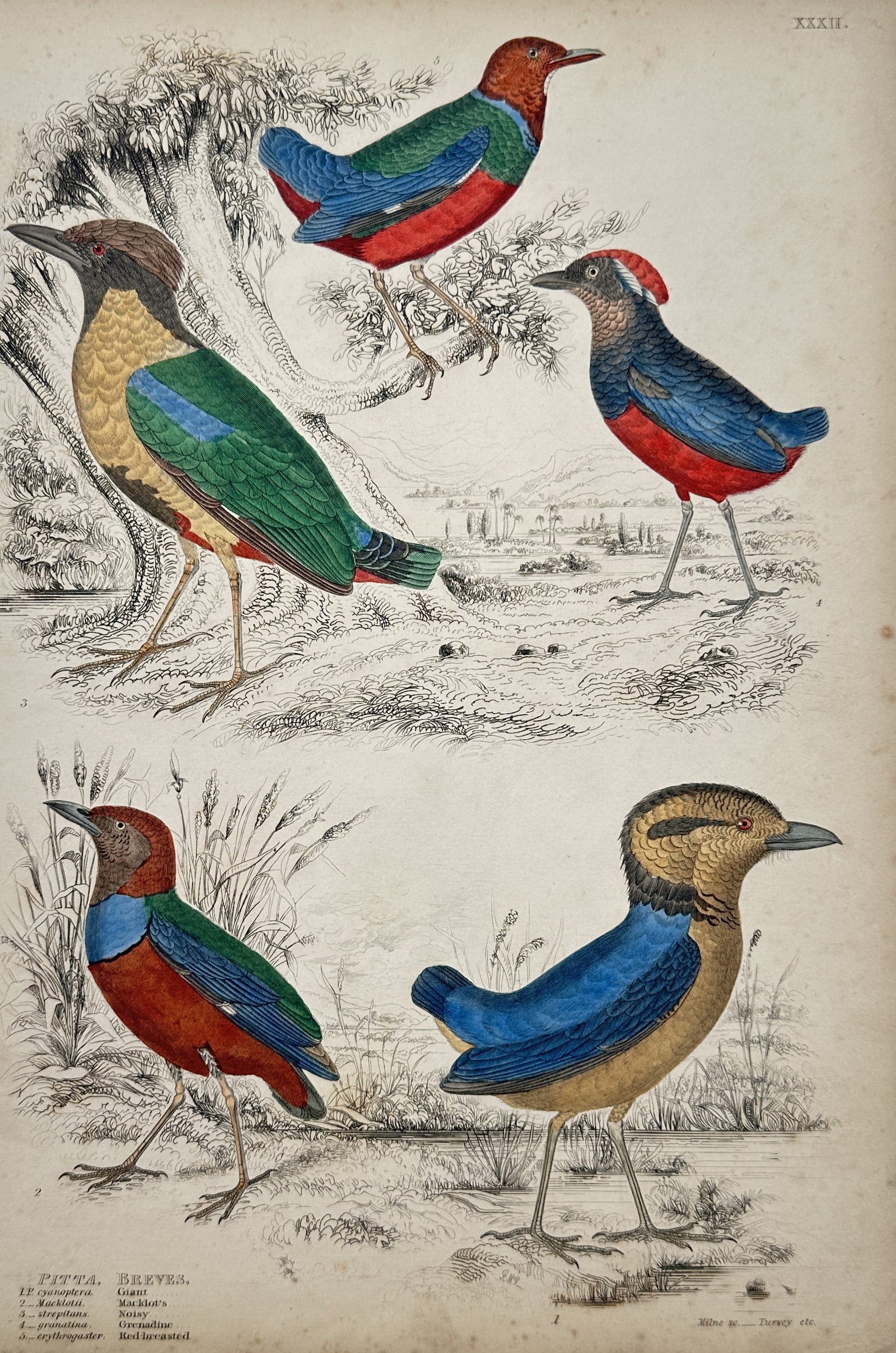 Captain Thomas Brown – Ornithological Study of Pittas – Hand-coloured engraving (19th Century): Pitta, Breves presents an ornithological study illustrating several species of brightly plumaged pittas positioned within a naturalistic landscape featuring trees and light foliage. This scientific pl