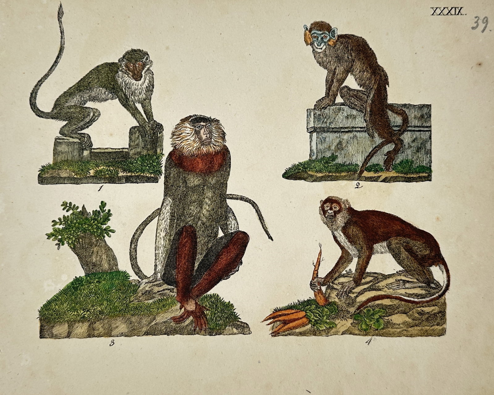 Friedrich Bertuch – Zoological Study of Various Monkey Species – Engraving (19th Century) (1 of 2)
