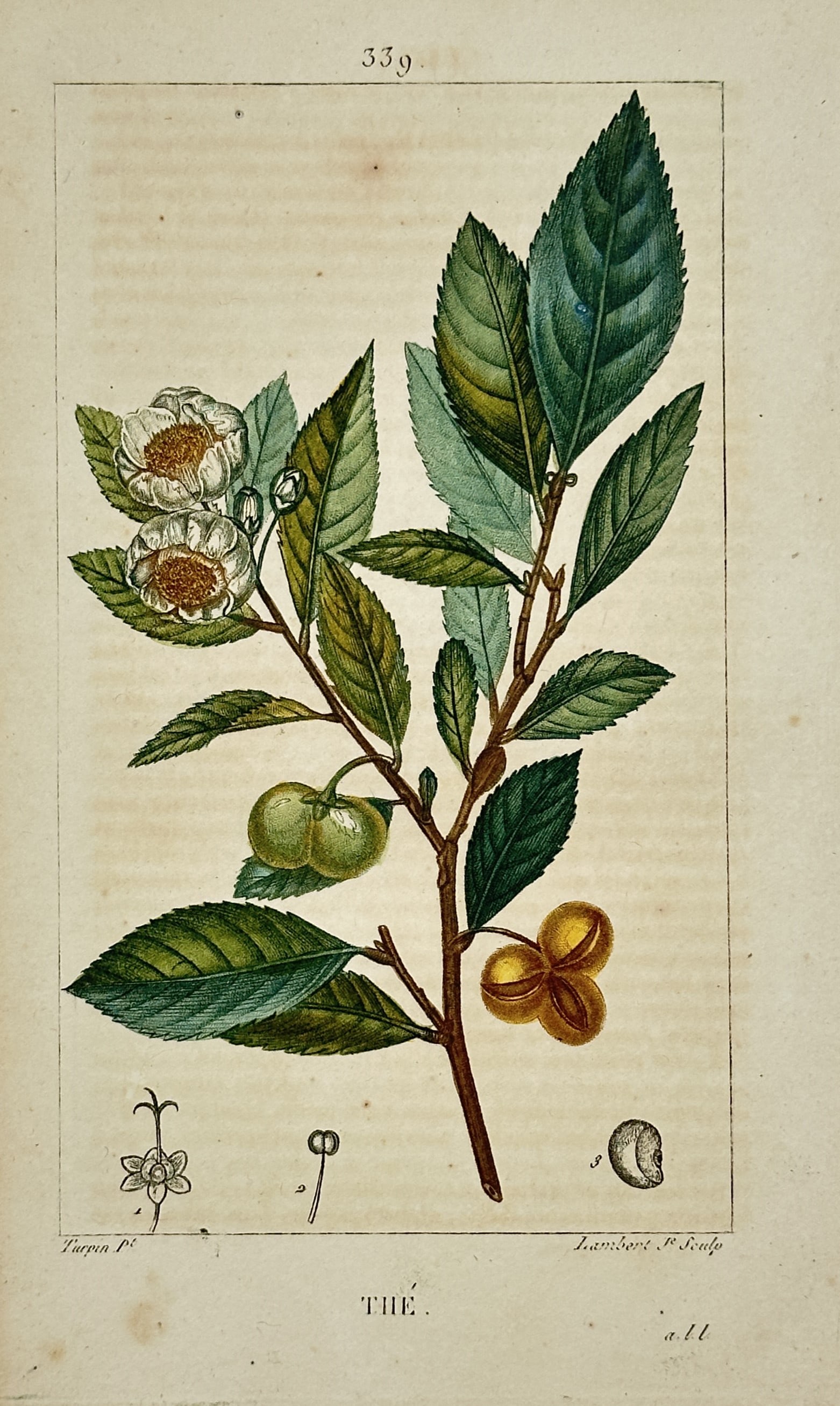 Pierre Turpin – Botanical Study of the Tea Plant – Engraving (19th Century): The Tea presents a botanical study illustrating a flowering branch of a tea plant with prominent serrated green leaves, white blossoms, and seed capsules. This scientific plate documents the structura