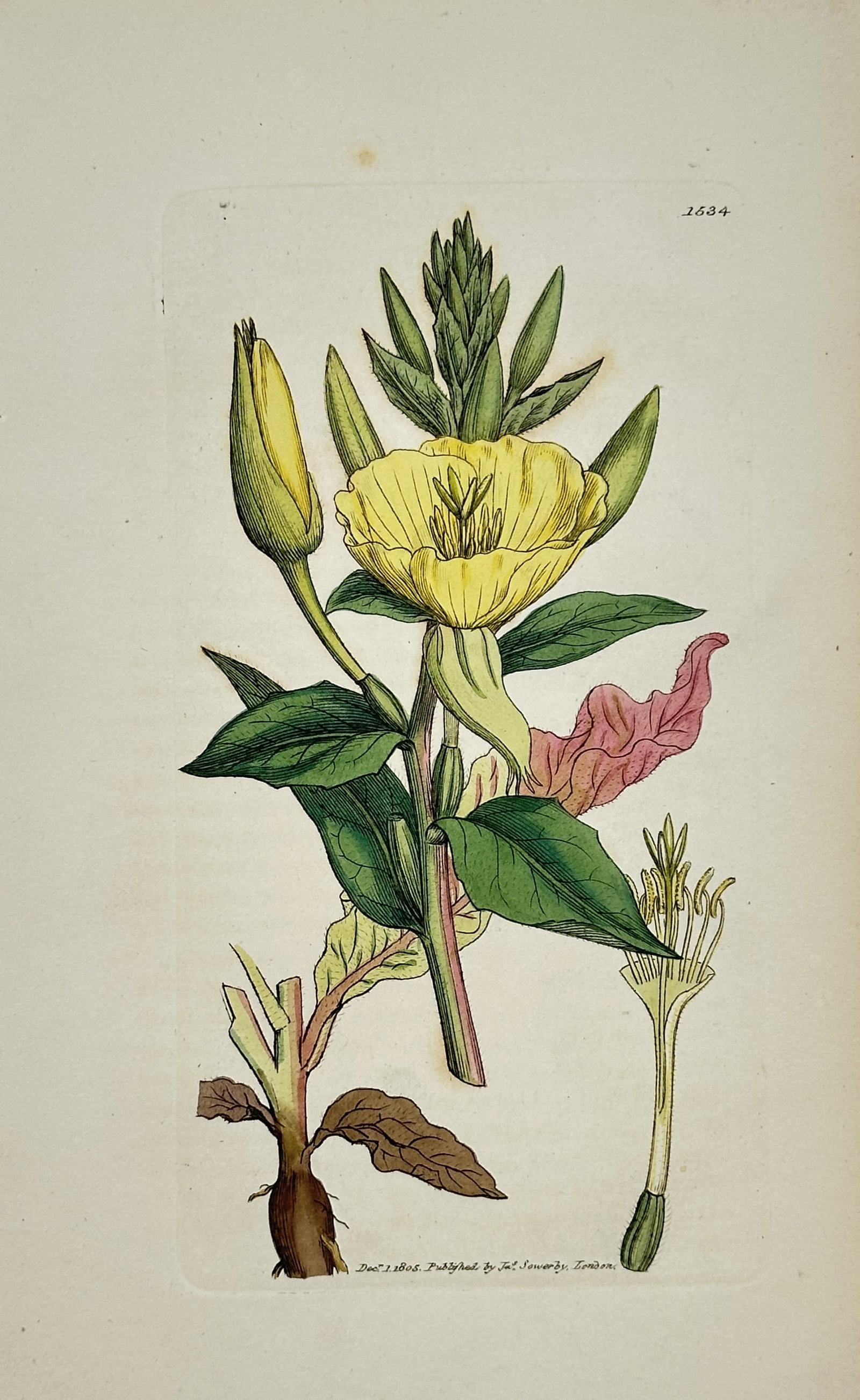 James Sowerby – Botanical Study of an Evening Primrose – Engraving (1805): "English Botany" presents a scientific study illustrating a flowering stem of an evening primrose with prominent yellow blossoms, pointed green leaves, and isolated reproductive components. This botan