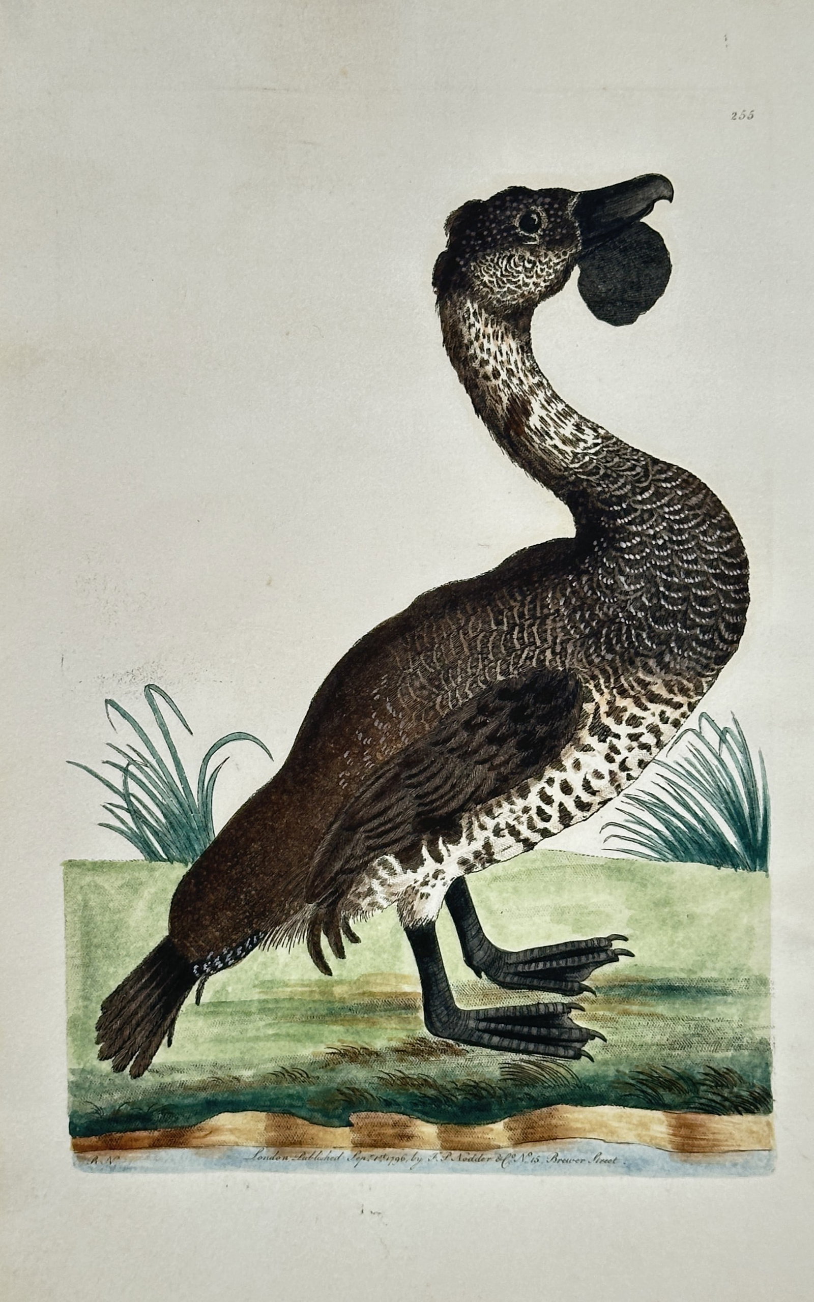 Frederick Polydore Nodder – Ornithological Study of a Musk Duck – Engraving (1796): "The Lobated Duck" presents an ornithological study illustrating a large waterfowl with distinctive mottled plumage and a prominent fleshy lobe beneath its bill standing near a water edge with low ree