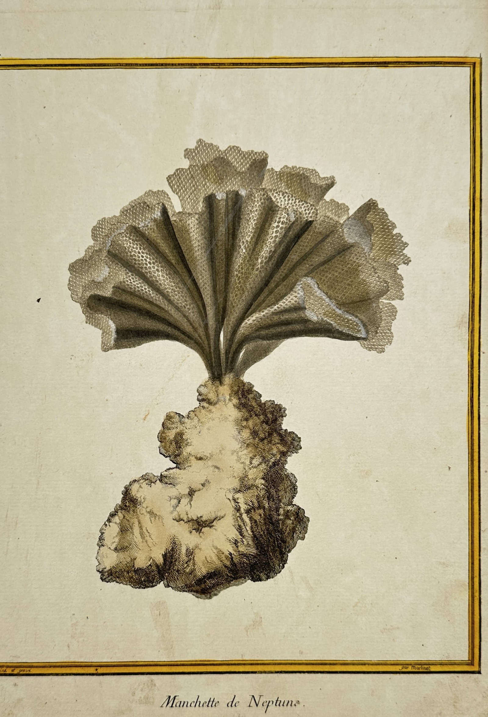 François-Nicolas Martinet – Marine Study of a Neptune's Cuff Bryozoan – Engraving (18th: "Manchette de Neptune" presents a natural history study illustrating a fan-shaped marine bryozoan growth anchored to a dense, porous base. This scientific plate documents the fragile, netted structure