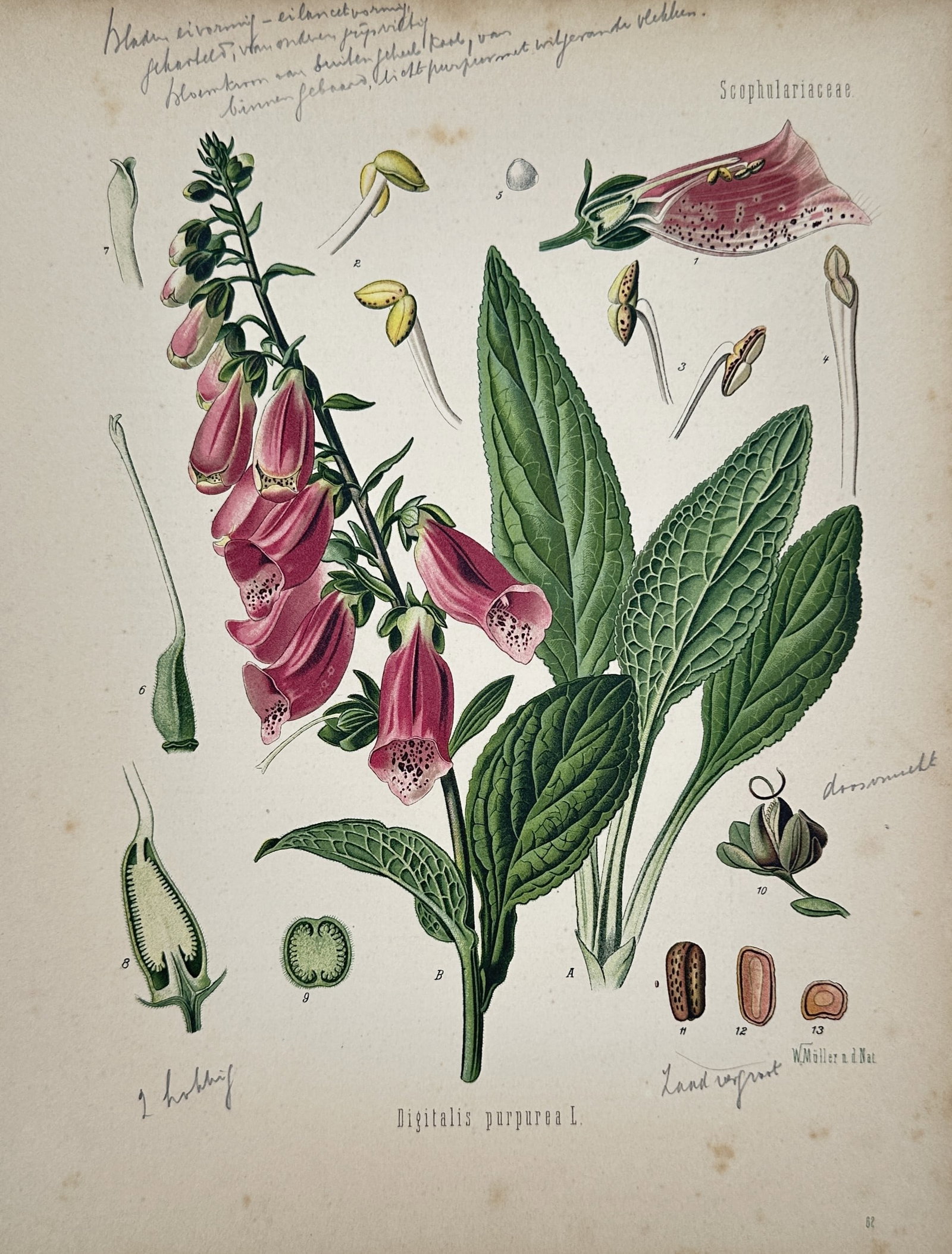 Hermann Adolph Kohler – Botanical Study of Foxglove – Chromolithograph (1887): "Digitalis Purpurea L." presents a scientific botanical study illustrating a flowering stem of a foxglove plant with prominent speckled pink blossoms, broad textured green leaves, and isolated reprodu