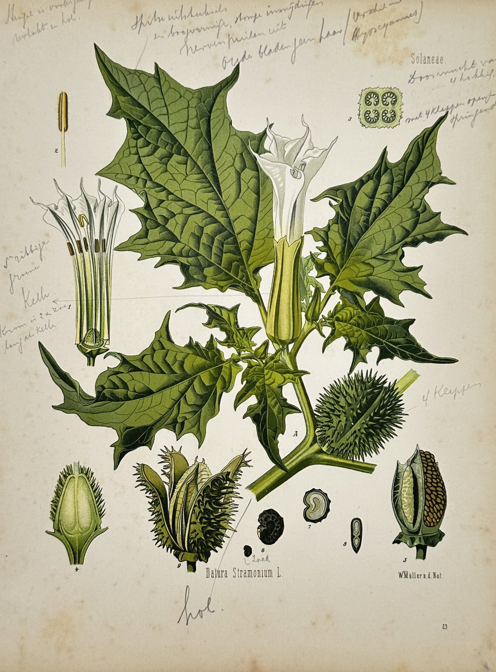 Hermann Adolph Kohler – Botanical Study of Jimsonweed – Chromolithograph (1887): "Datura Stramonium L." presents a scientific botanical study illustrating a flowering branch of a jimsonweed plant with a prominent white trumpet-shaped blossom, deeply serrated green leaves, and spik