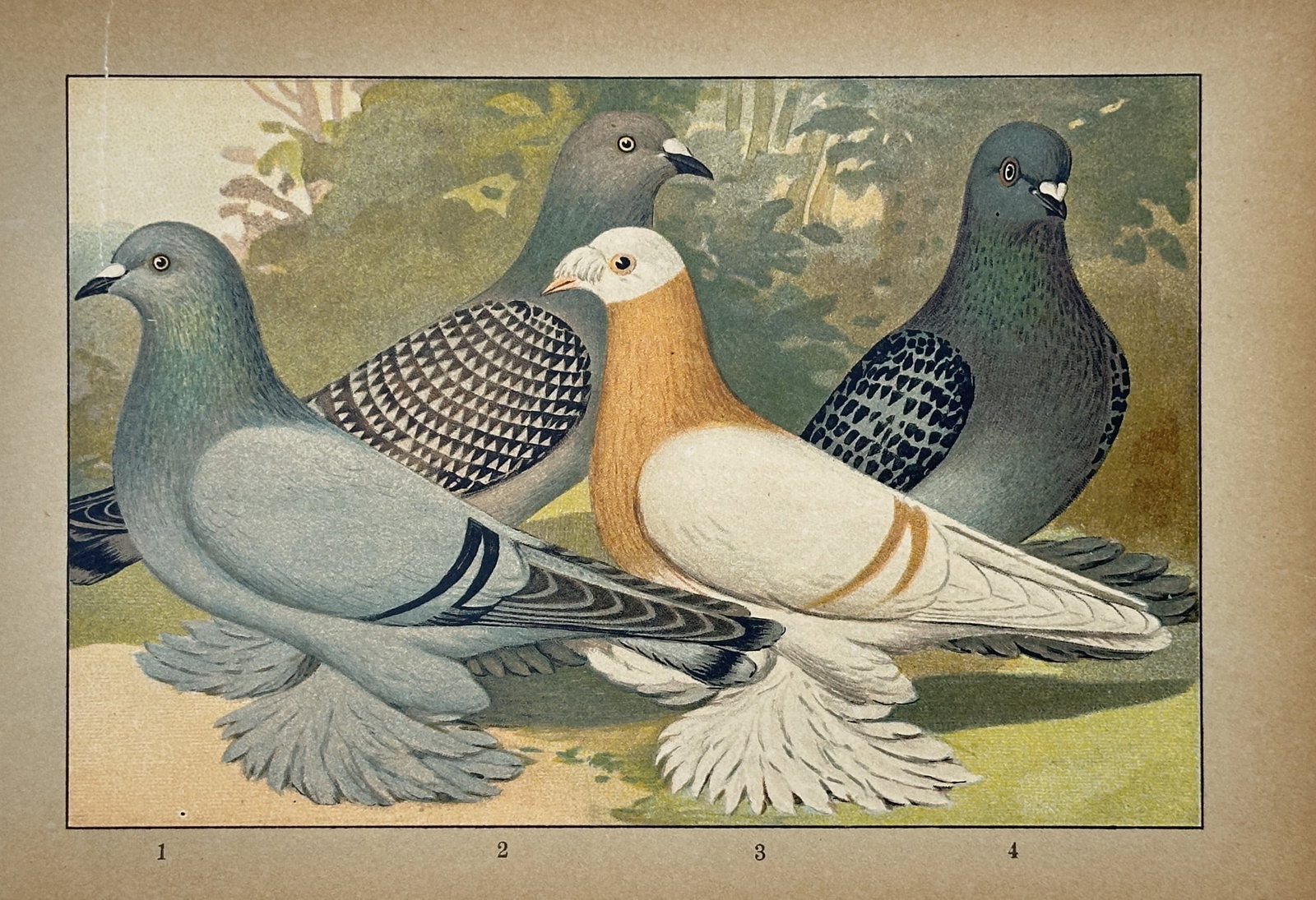 Emil Schachtzabel – Ornithological Study of Fancy Pigeon Breeds – Chromolithograph: "Illustrated Book of All Pigeon Breeds" presents an ornithological study illustrating four distinct varieties of domestic fancy pigeons characterized by their unique plumage and feathering. This descr