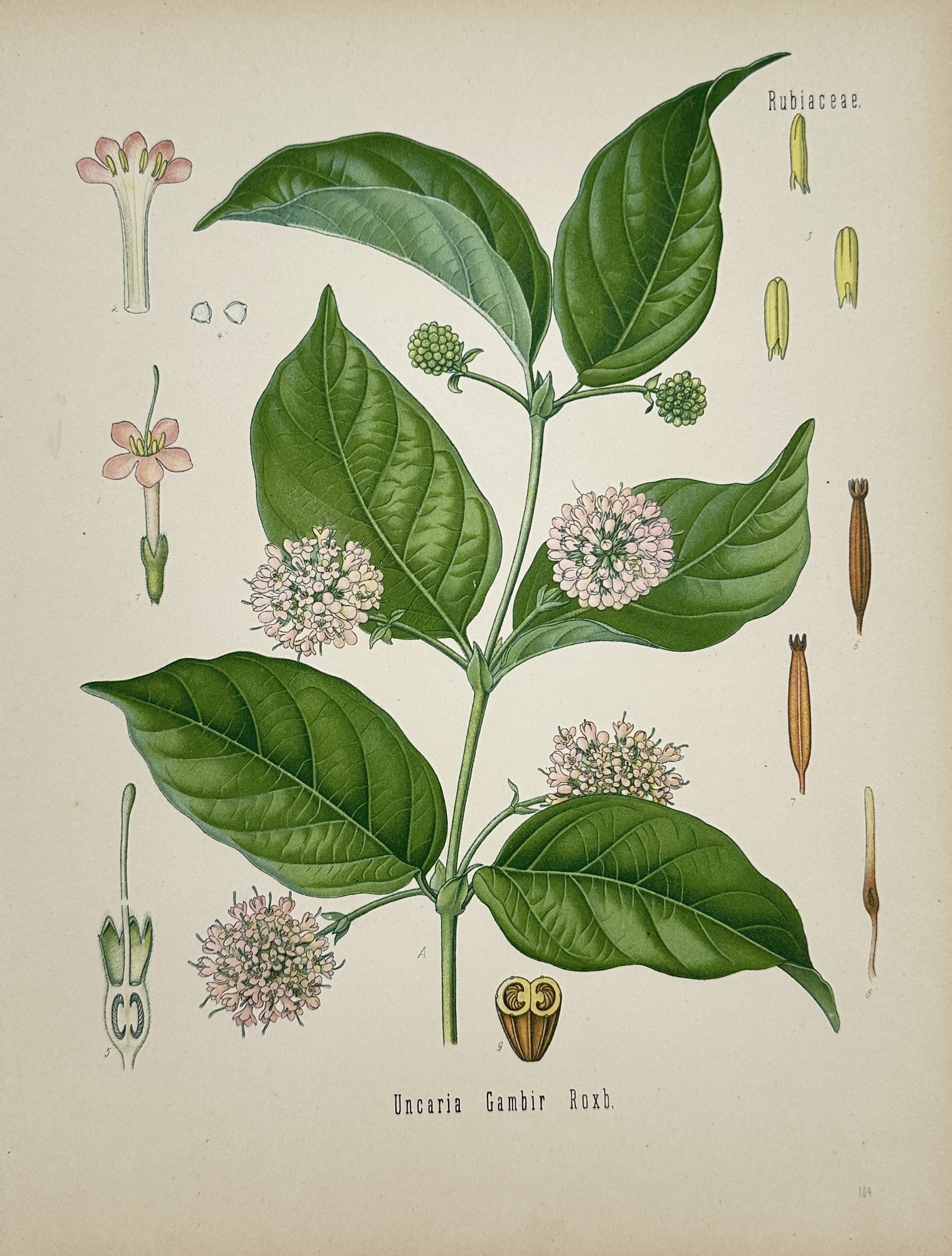 Hermann Adolph Kohler – Botanical Study of Gambir – Chromolithograph (1887) (1 of 2)