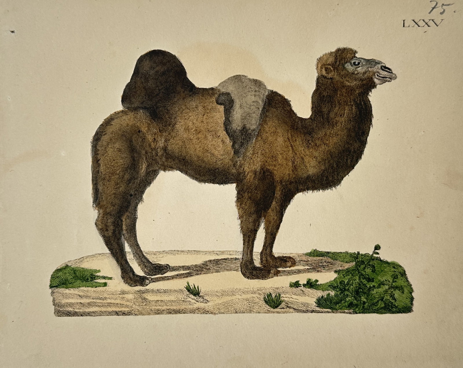 Friedrich Justin Bertuch – Zoological Study of a Camel – Engraving (18th Century) (1 of 2)