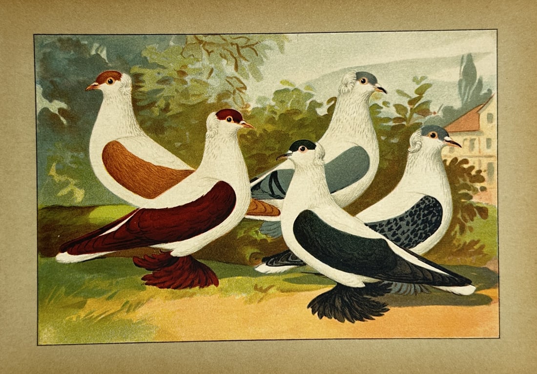 Emil Schachtzabel – Ornithological Study of Fancy Pigeon Breeds – Chromolithograph: Illustrated Book of All Pigeon Breeds presents an ornithological study illustrating five distinct varieties of domestic fancy pigeons characterized by their unique plumage coloration and feathered leg
