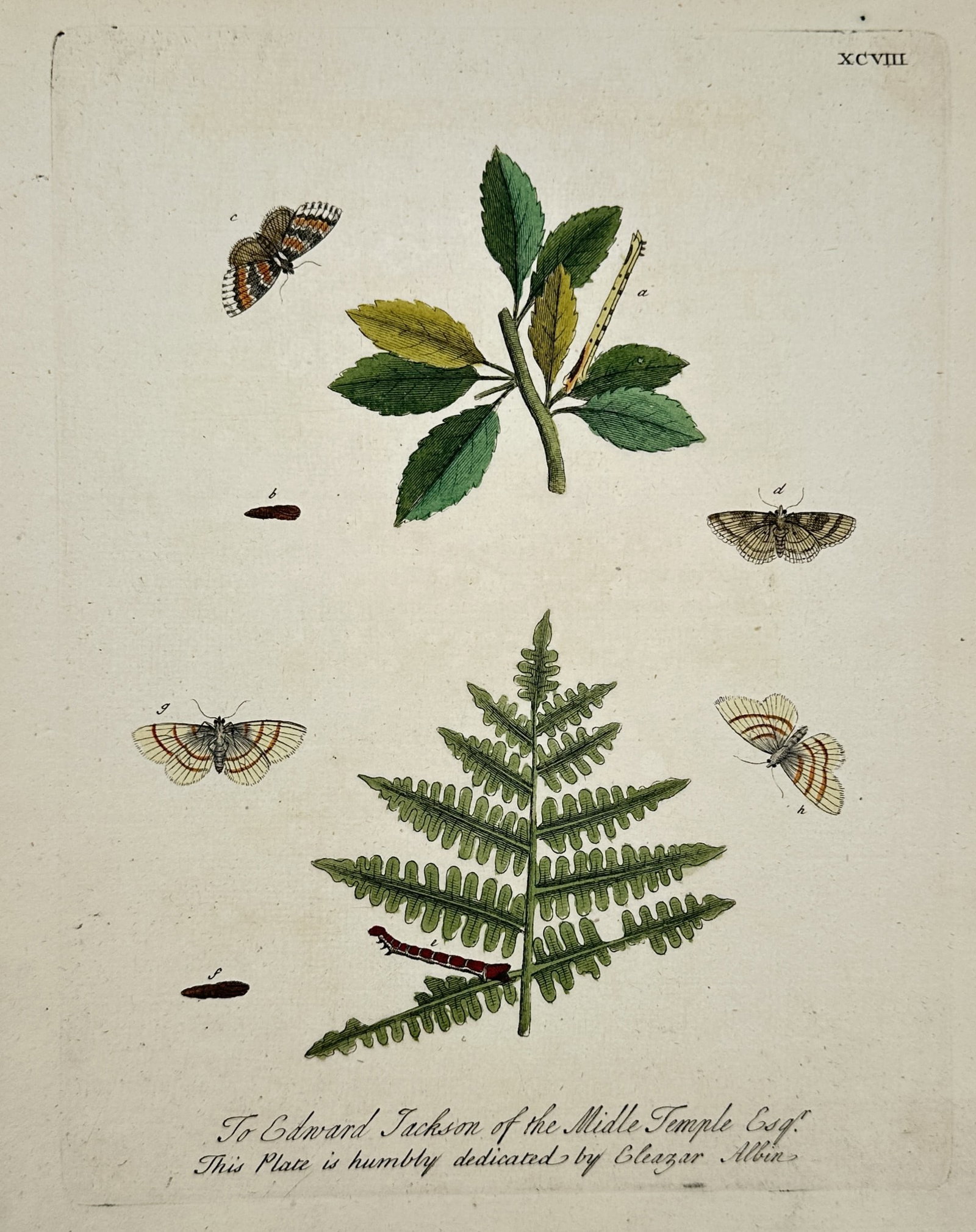 Eleazar Albin – Entomological Study of Moths and Caterpillars with Botanical Specimens –: A Natural History of English Insects presents an entomological study illustrating various species of moths, caterpillars, and chrysalises alongside green foliage and a detailed fern branch. This descr